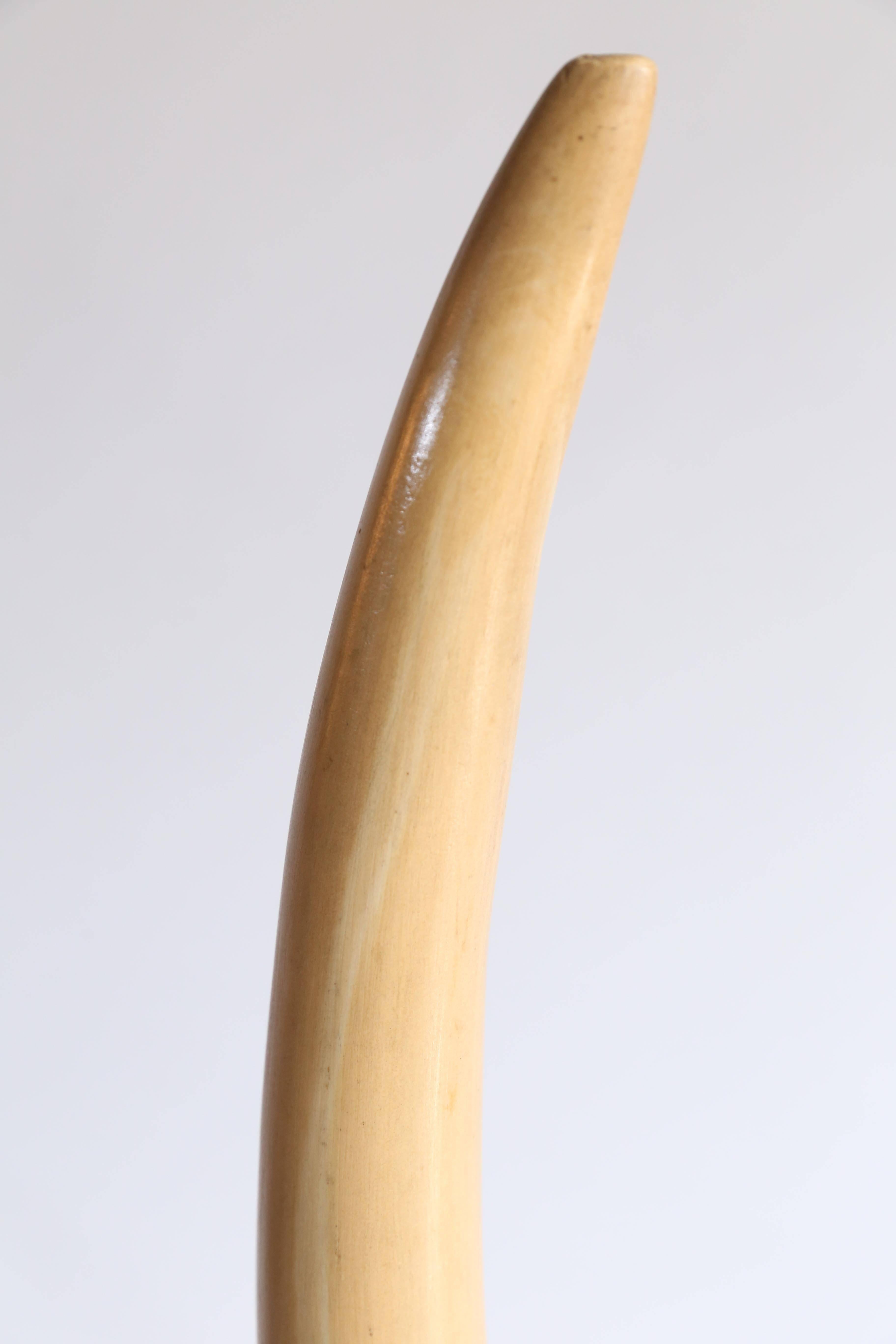American Pair of Midcentury Faux Tusks on Brass Bases
