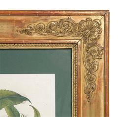 Bazillus Besler 1613, Sunflowers Original Copper Engraving