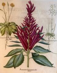 Basilius Besler 1613, Original Copper Engraving