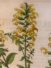 Basilius Besler, 1613, Original Copper Engraving