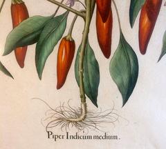 Basilius Besler, 1613, Original Copper Engraving