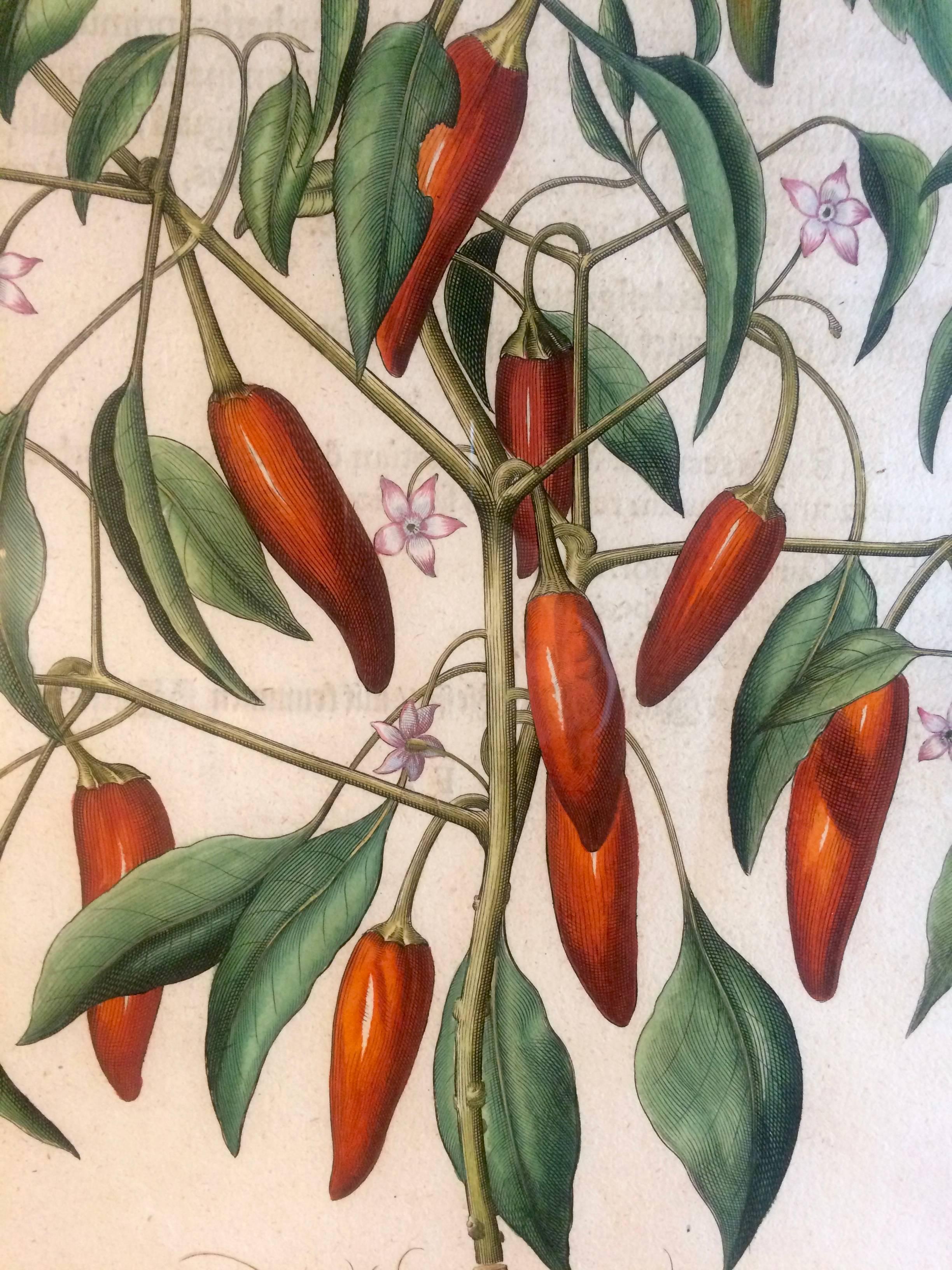 heiler besler