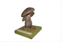 1960s Pair of Vintage Botanical Mushroom Models