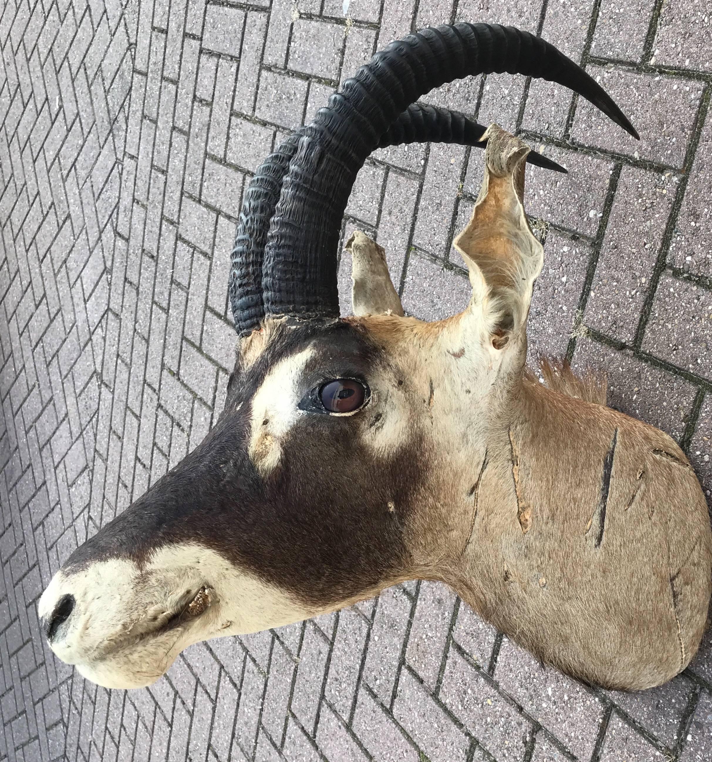 Majestic looking African oryx antelope.

From a wonderful home in the old centre of The Hague, Holland we acquired this large and highly decorative Oryx antelope. Even though it has some cuts to the skin, the look and feel of this animal from the