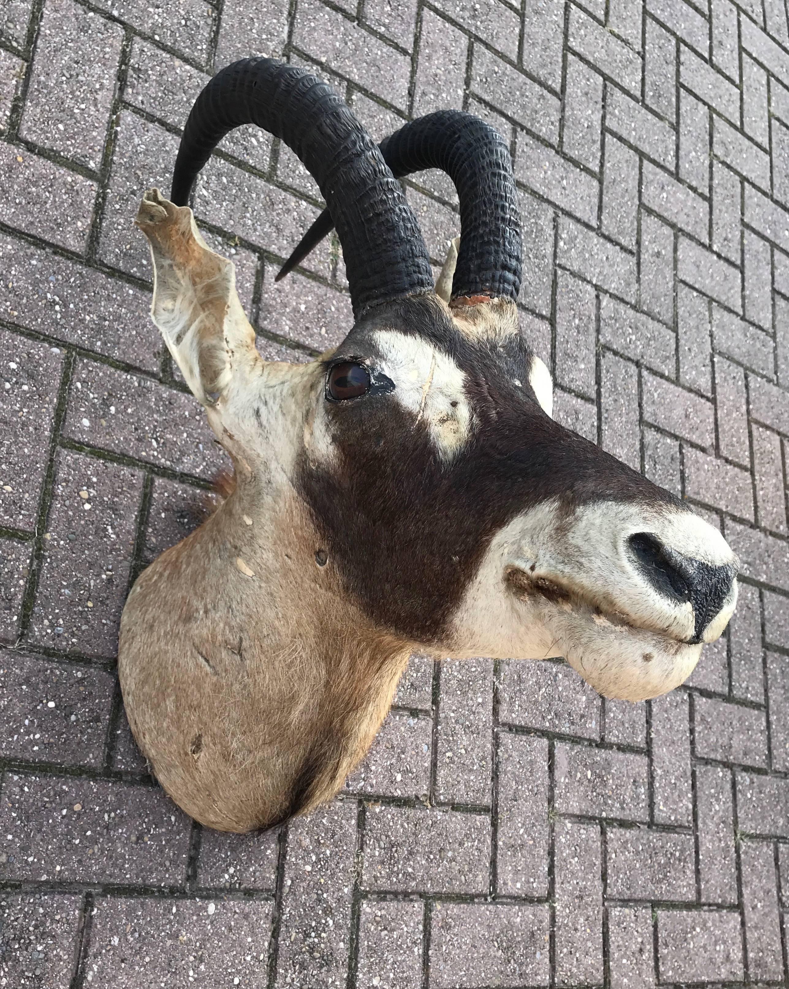 oryx head