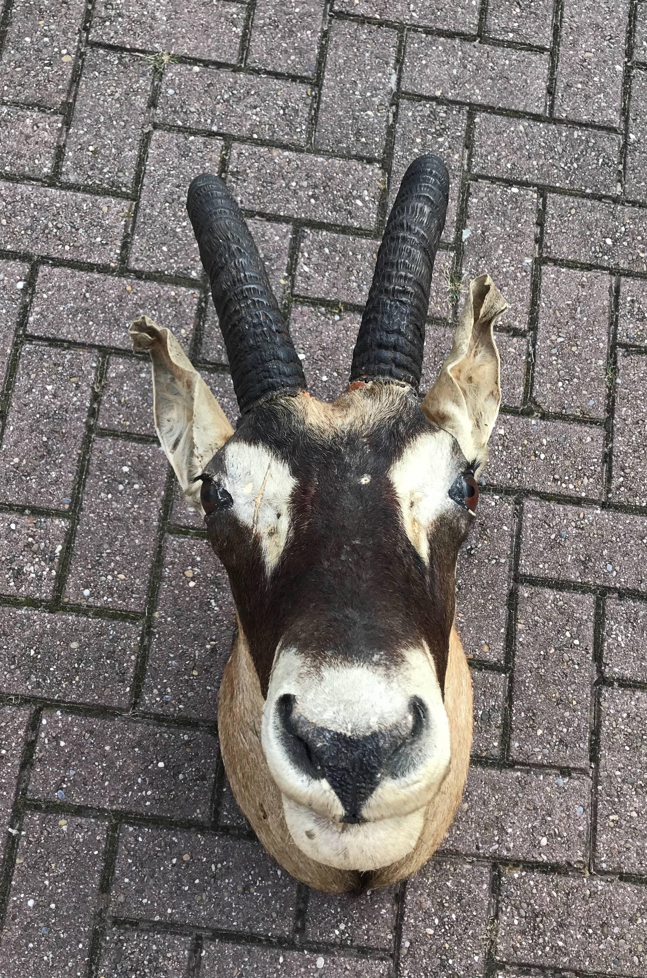 African Large Vintage Oryx Antelope Taxidermy Head for Wall Mounting