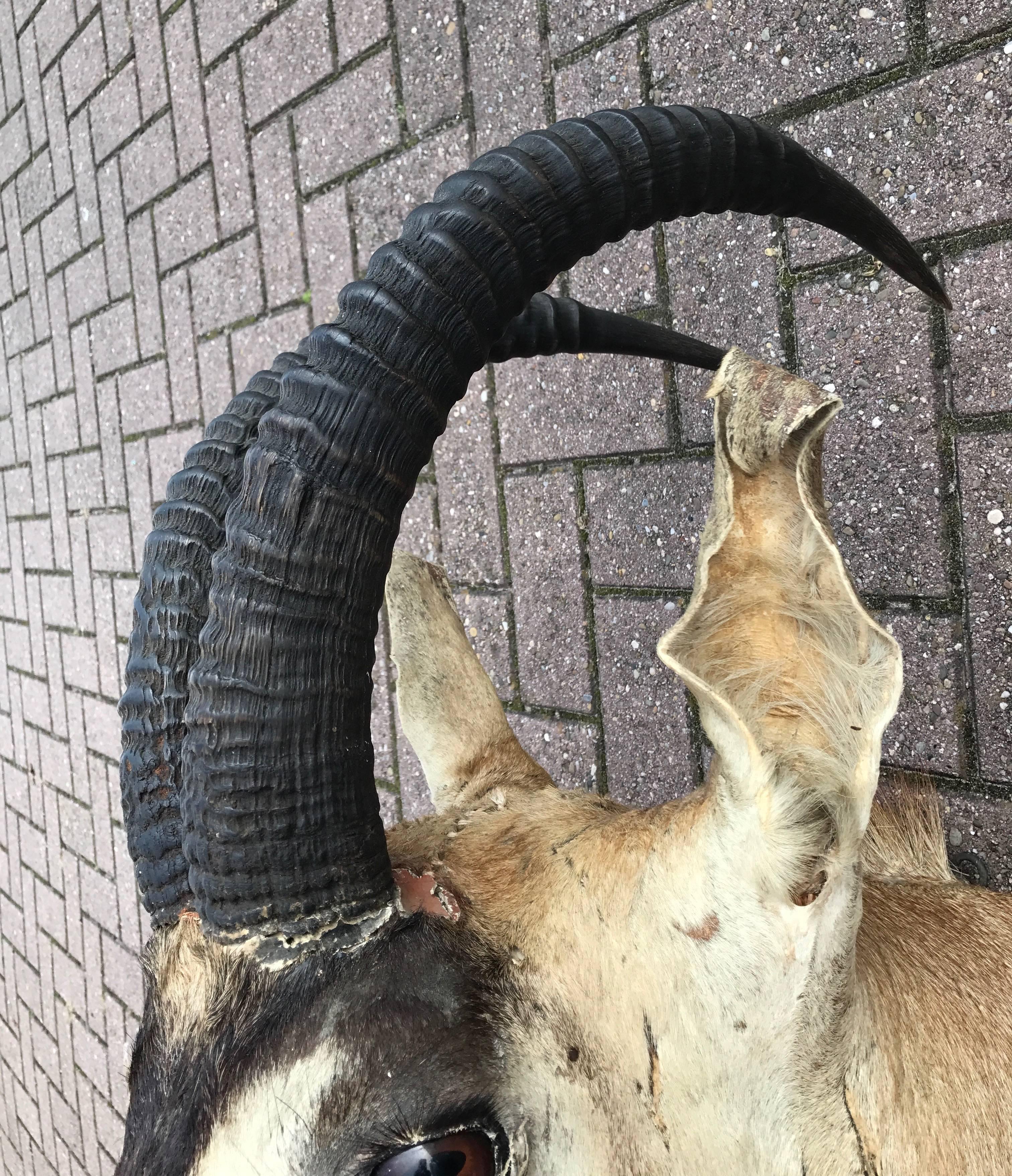 Large Vintage Oryx Antelope Taxidermy Head for Wall Mounting In Fair Condition In Lisse, NL