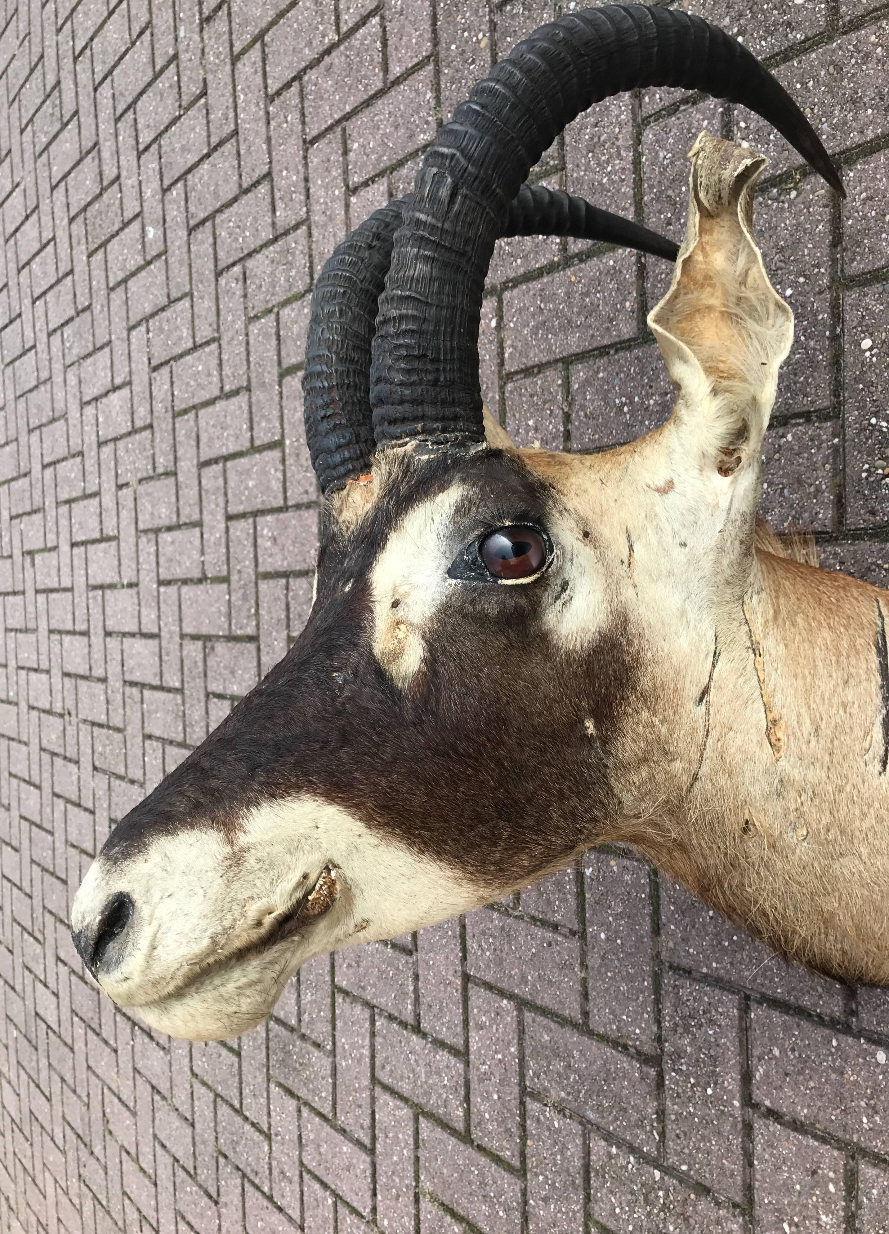 Large Vintage Oryx Antelope Taxidermy Head for Wall Mounting 2