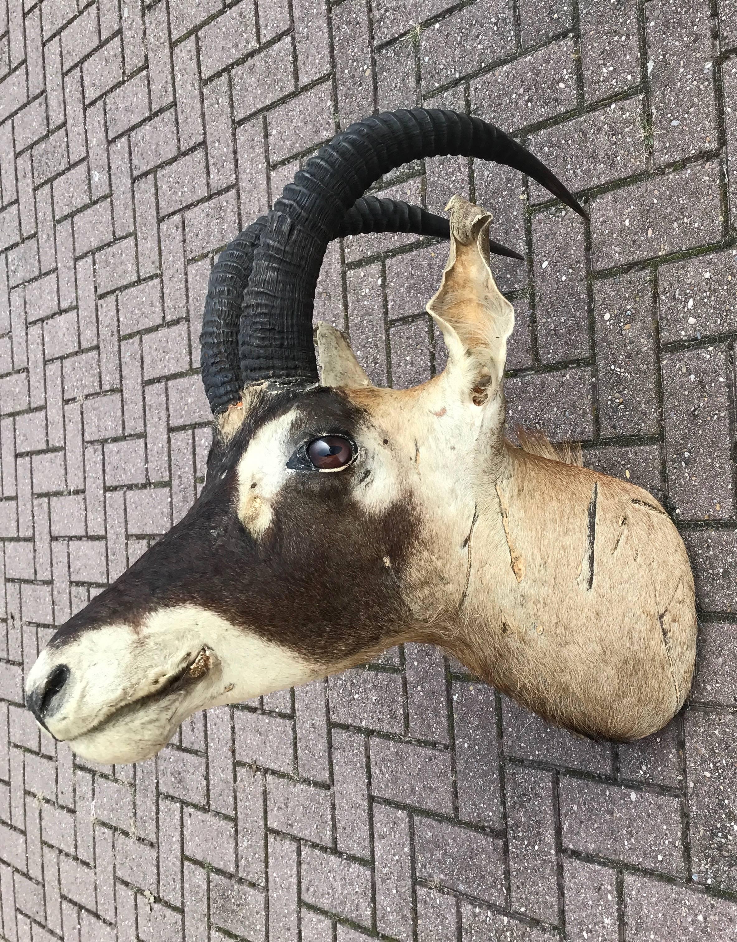 Large Vintage Oryx Antelope Taxidermy Head for Wall Mounting 3