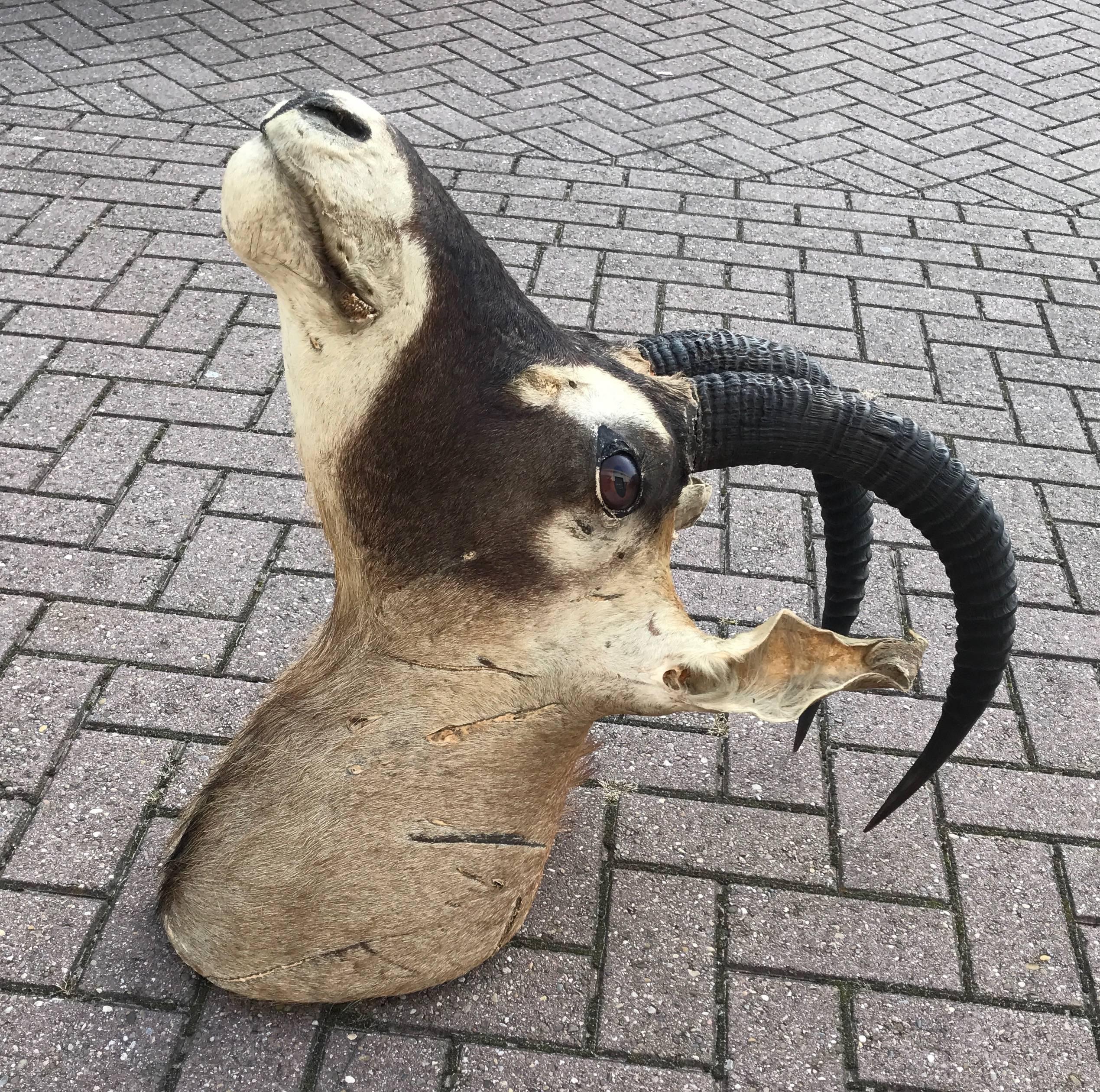 Large Vintage Oryx Antelope Taxidermy Head for Wall Mounting 4