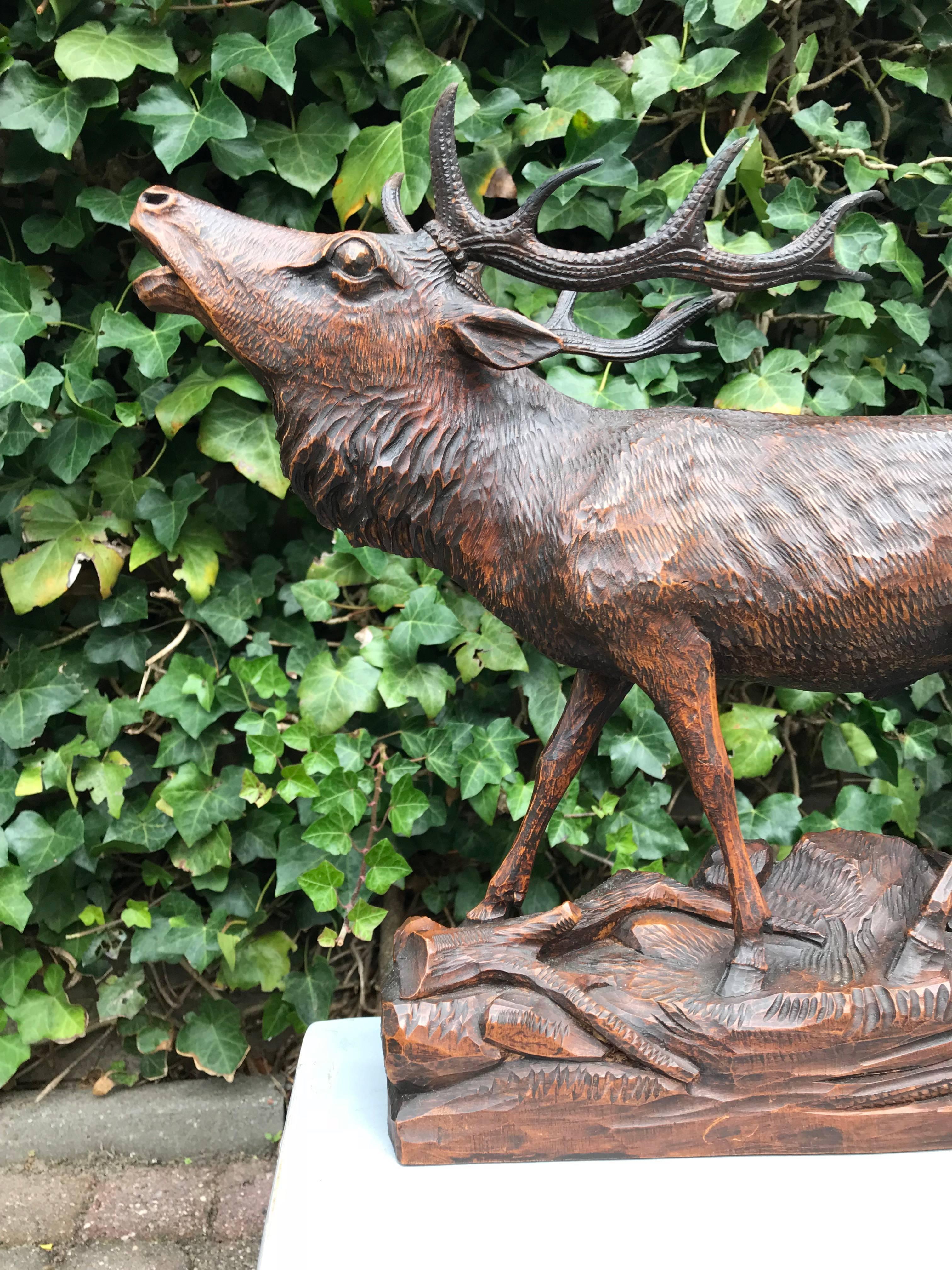 Good size and beautifully carved, wooden Black Forest stag sculpture.

From the posture it is obvious that this impressive stag, with his head turned up, is attempting to attract and impress any females that are in the vicinity. The other day, I