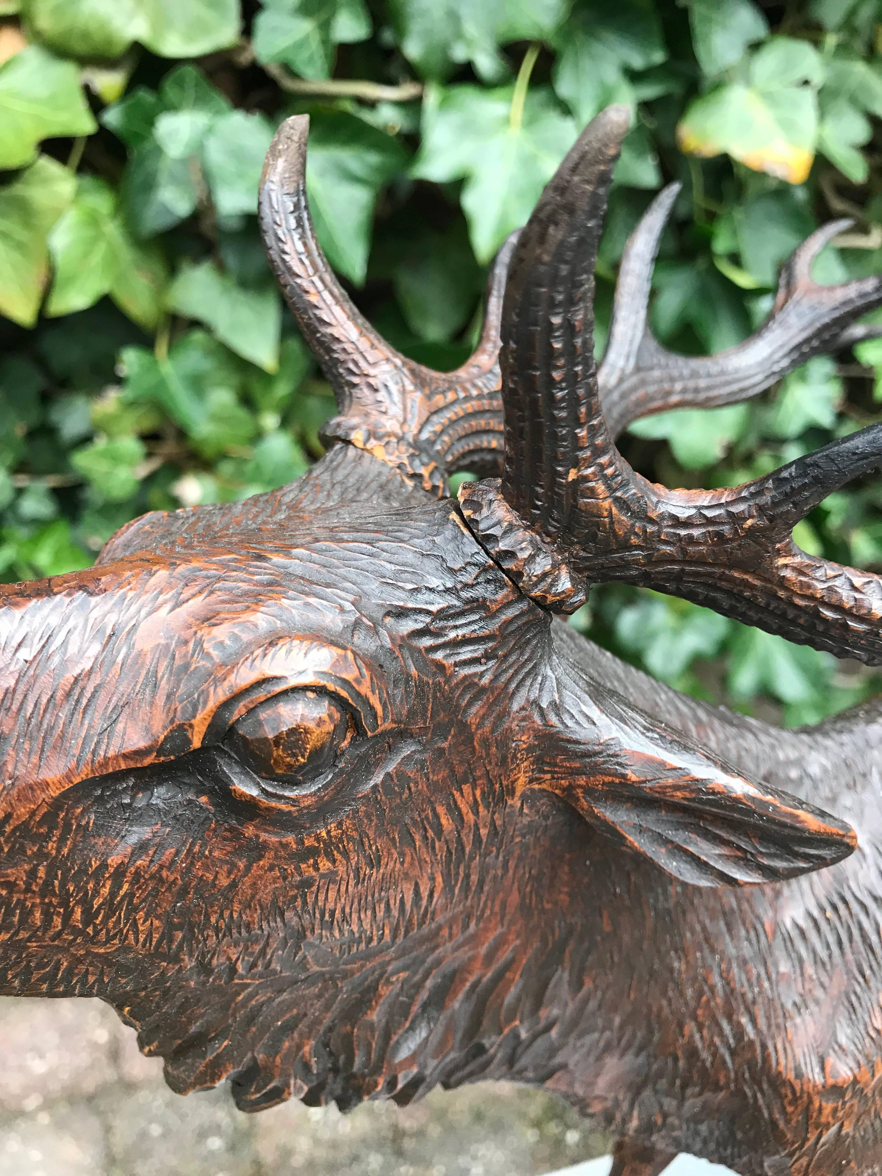 20th Century Early 1900 Large Black Forest Fine Carved Burling Stag / Deer Sculpture Statue For Sale