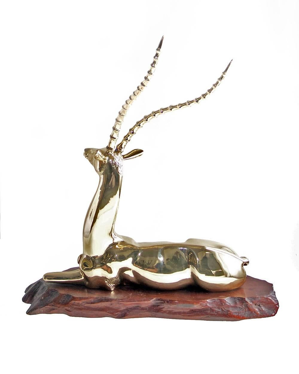 This large brass sculpture of a recumbent impala is presented on a separate natural edge wood base. It makes a terrific centrepiece on either a console or coffee table. At 21 inches high and 21 inches long, it provides a substantial impact in your