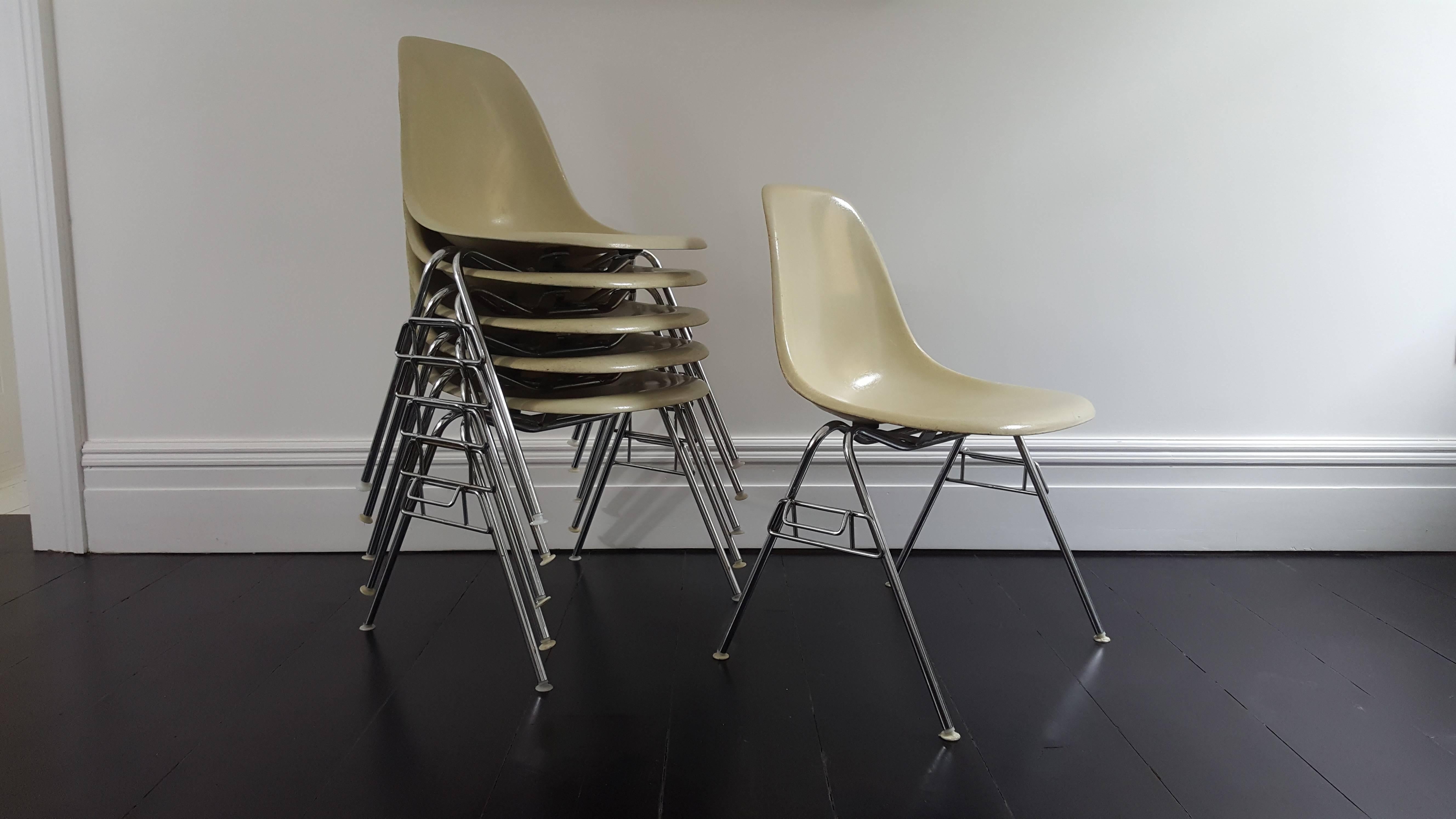 Parchment coloured fibreglass Charles and Ray Eames designed Herman Miller DSS stacking chair on chromed steel bases for Herman Miller.