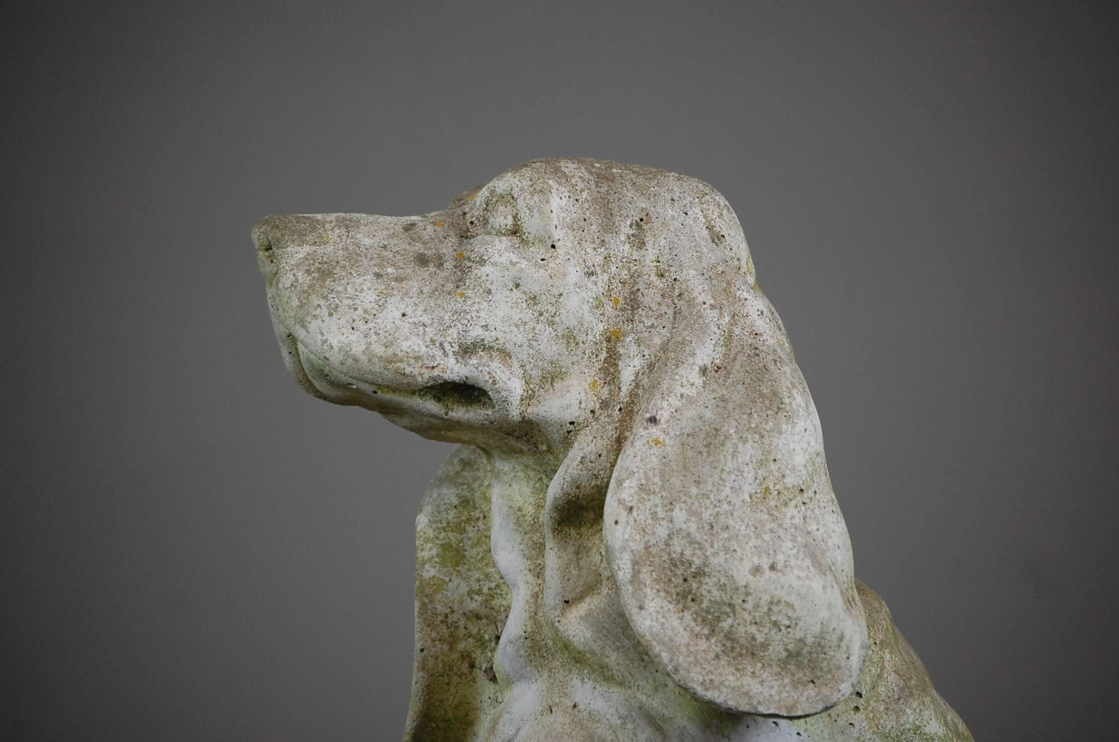 Cast concrete Bassett hound, shows honest weathered wear from a life outdoors. Detailed casting shows every wrinkle on this eager to please sitting dog. French, circa 1950.