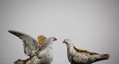 Used Pair of Weathered Doves