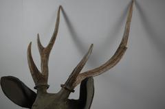 Carved Wooden Game Trophy Head