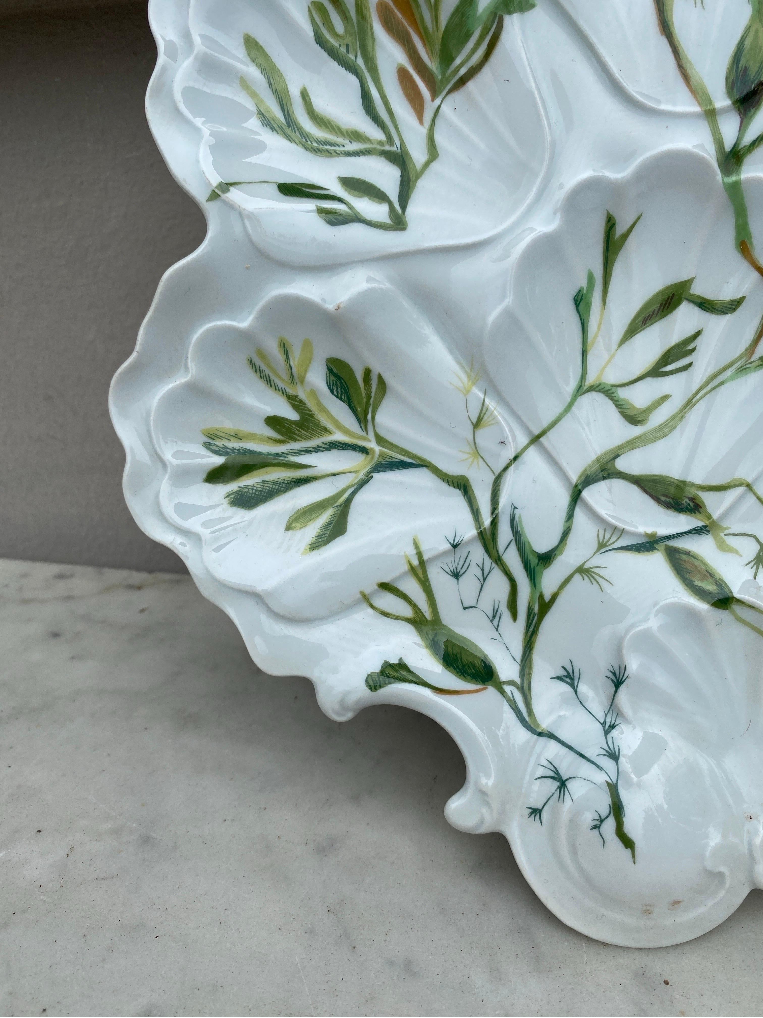 Porcelain Oyster Plate with Seaweeds Limoges, circa 1900 1