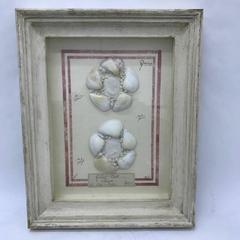 20th century italian framework with a composition of shells and plaster cameo