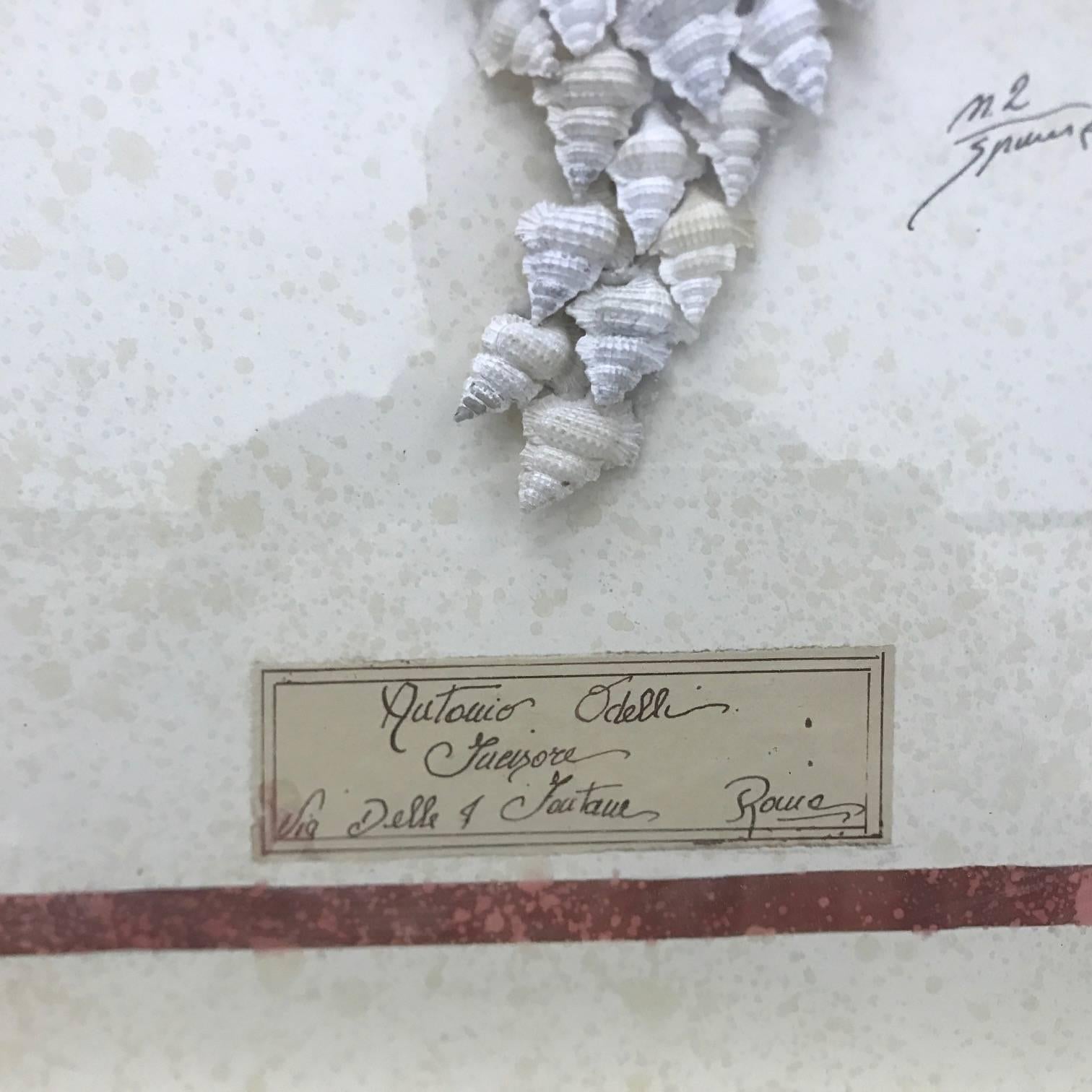 nice italian framework with an inscription Antonio Odelli in Rome. inside the framework there is a composition with plaster cameos and natural shells, probably was made in Rome last century