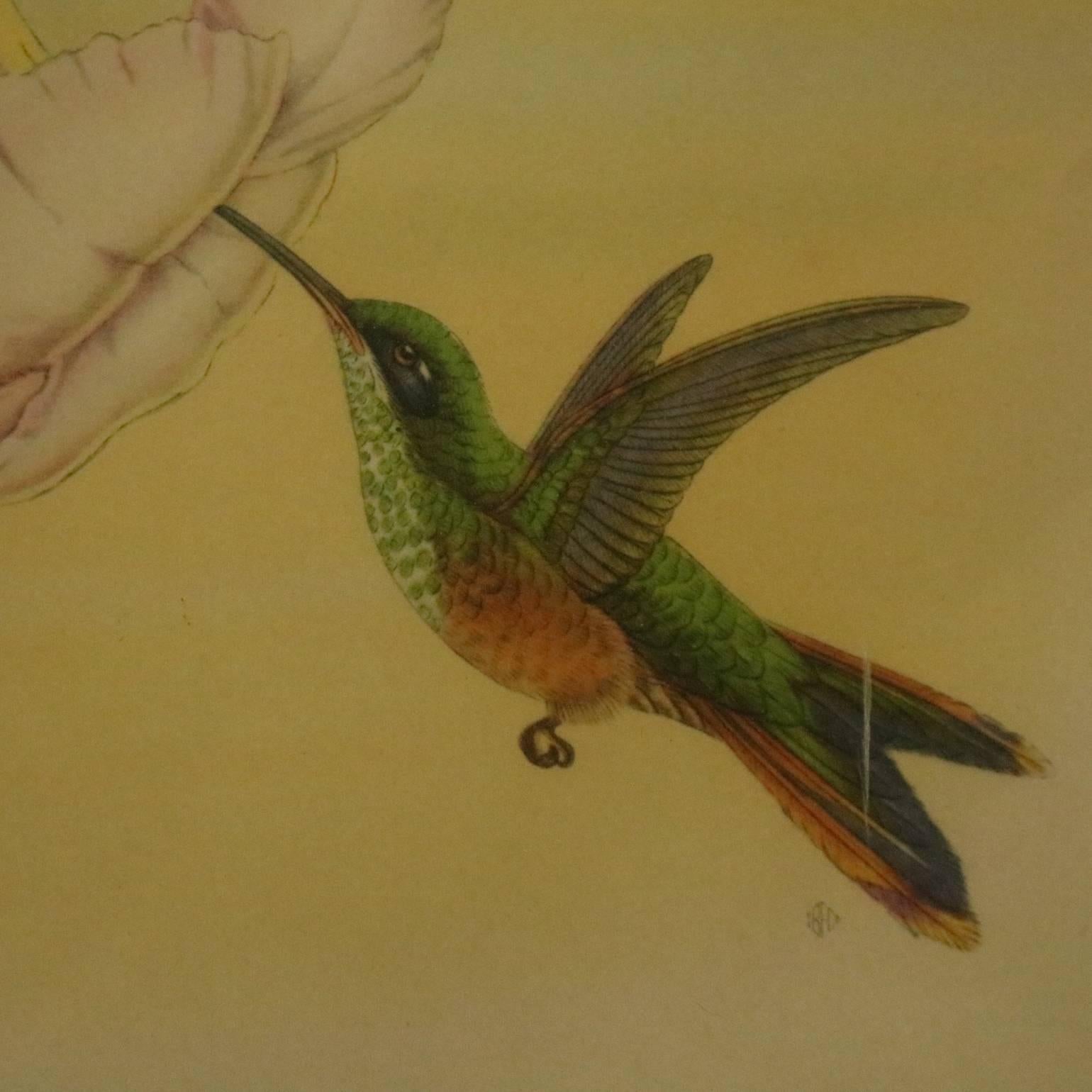 J. Gould (English, 19th century) ornithological hand tinted bird study lithograph of Hylonympha Macrocerca (Scissor-Tailed Hummingbird) done with W. Hart and Petasophora Iolata ( Hummingbirds) done with H.C. Richter, 19th century

Measure: