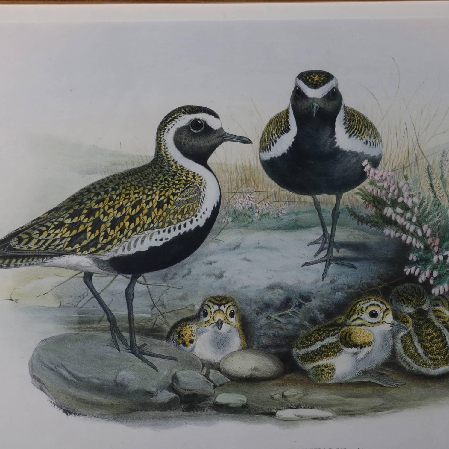 Vintage Audubon School hand coloured lithograph (bird print) " Charadrius Pluvialis, Linn" (Golden Plover) Summer Plumage, lithographed by J. Wolf and H.C. Richter after John Gould from "Birds of Great Britain" Volume 4; Plate