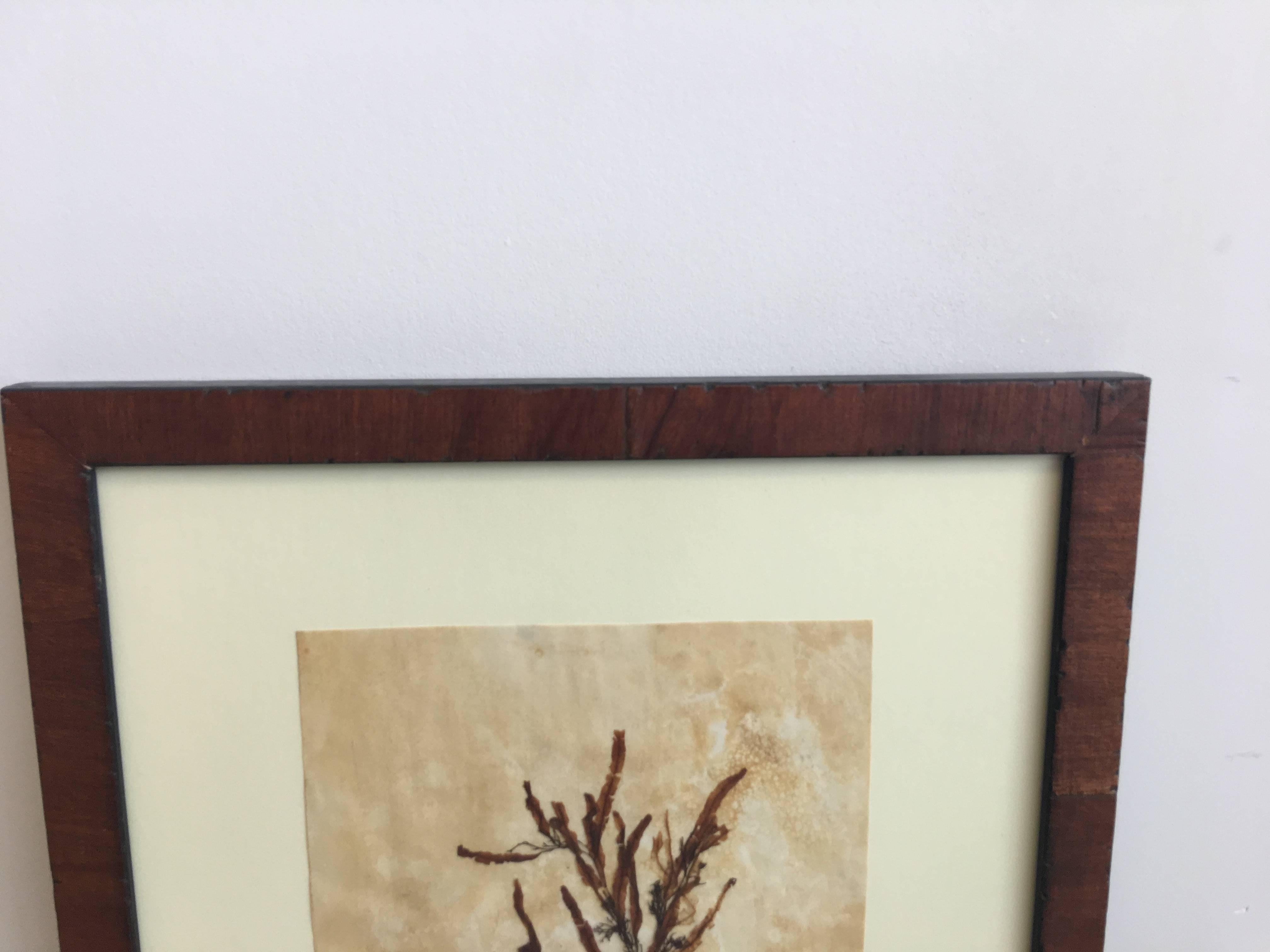 Fantastic pressed natural red seaweed by Richmond, Virginia botanical artist Anne Blackwell Thompson of Blackwell Botanicals. The seaweed is affixed to a tinted acid free paper and is matted and displayed in a rustic walnut finish wooden frame.