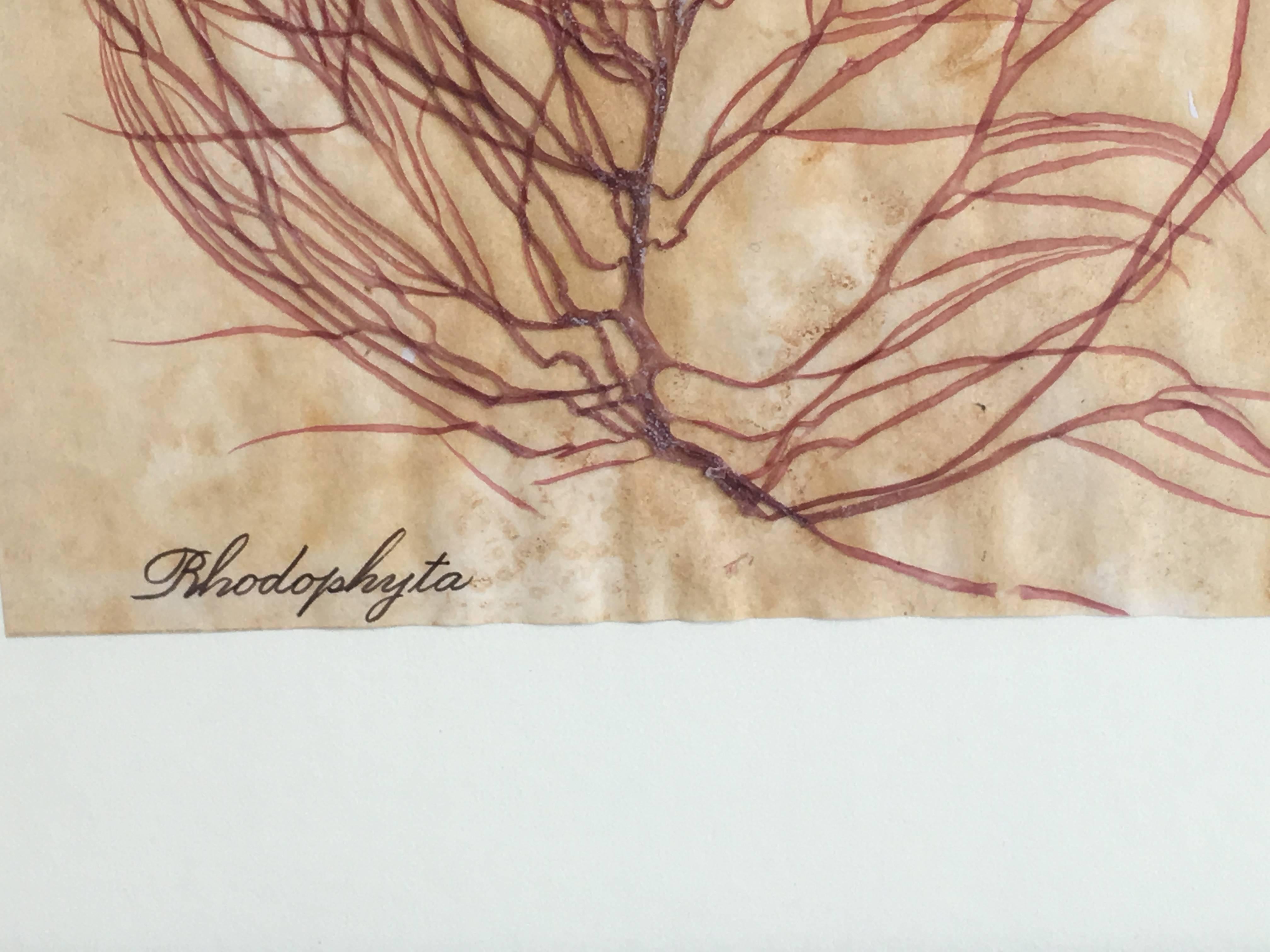 Blackwell Botanicals Pressed Seaweed Specimen In Excellent Condition In Richmond, VA