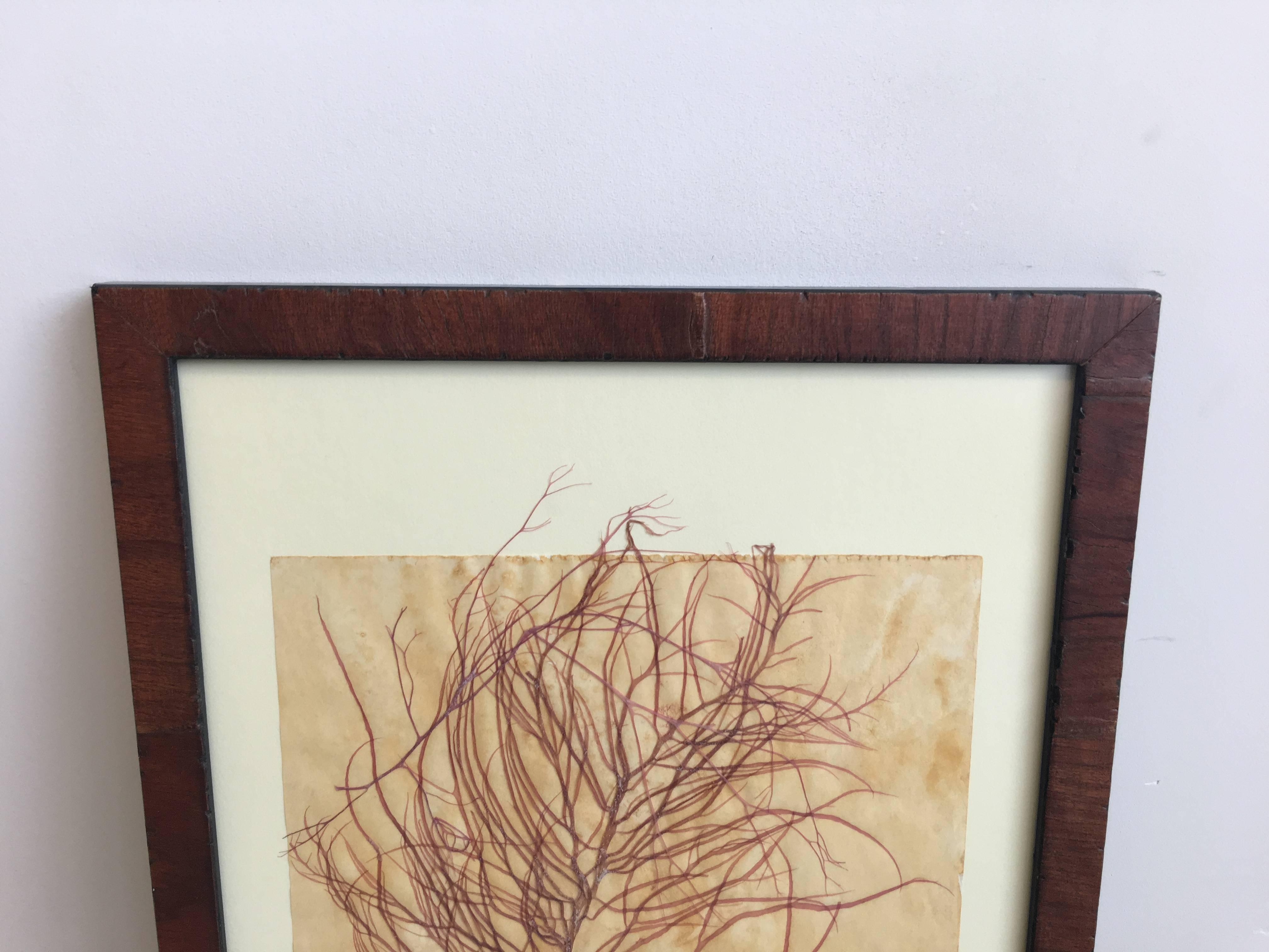 Fantastic pressed natural red seaweed by Richmond, Virginia botanical artist Anne Blackwell Thompson of Blackwell botanicals. The seaweed is affixed to a tinted acid free paper and is matted and displayed in a rustic walnut finish wooden frame.