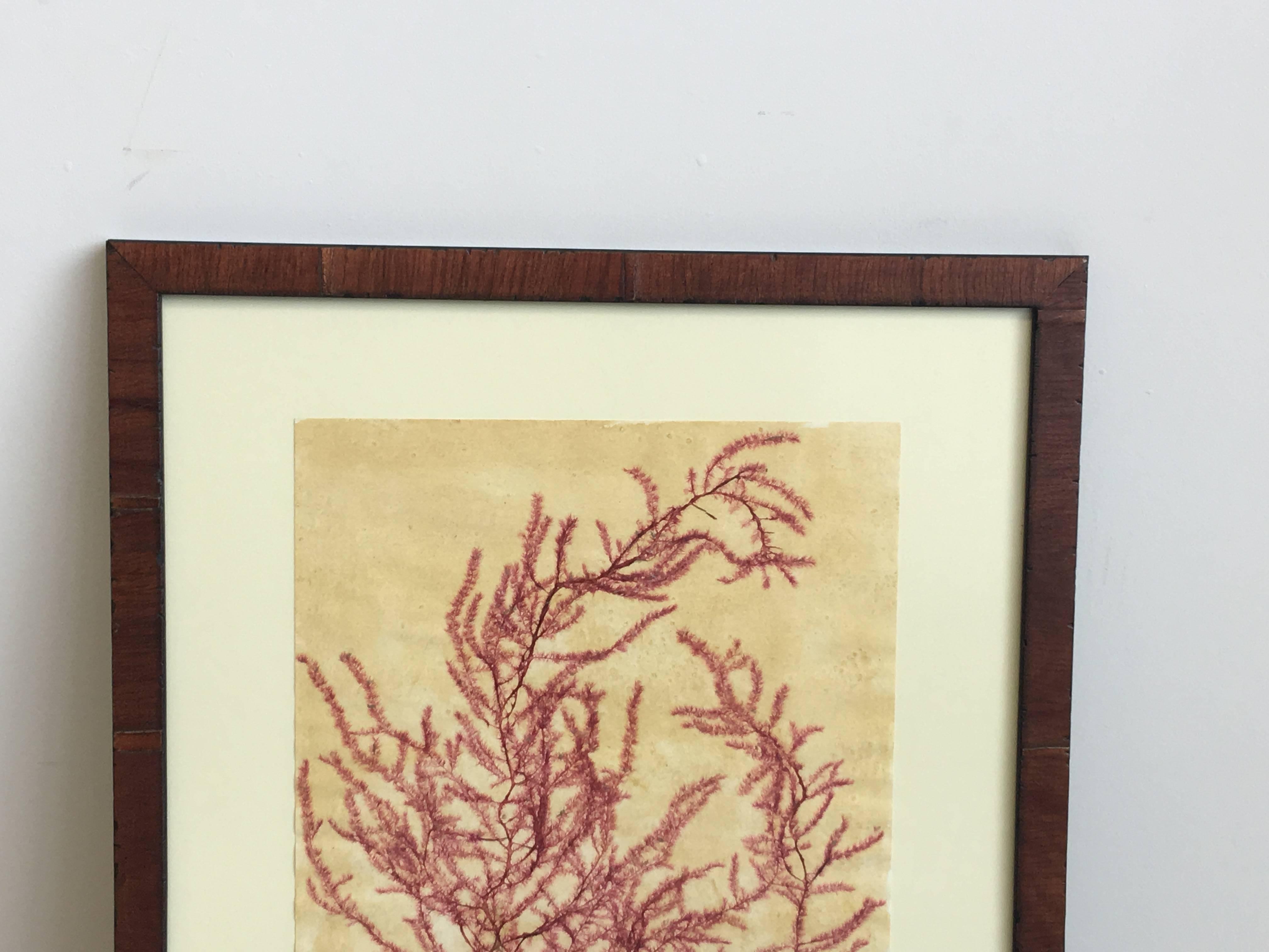 Fantastic pressed natural red seaweed by Richmond, Virginia botanical artist Anne Blackwell Thompson of Blackwell Botanicals. The seaweed is affixed to a tinted acid free paper and is matted and displayed in a rustic walnut finish wooden frame.
