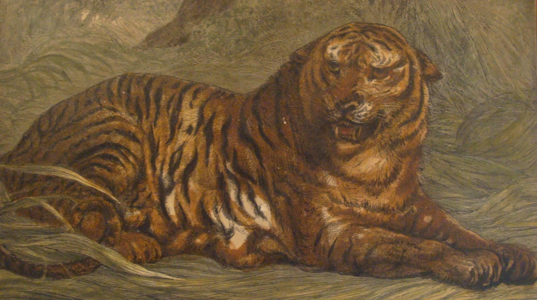 Offered is a beautiful, 19th century Victorian, hand-colored engraving of a reclining tiger with teeth barred and ears laid back. Displayed in a late 19th century heavily decorated deep-cove frame with bright gold gilding and black ebonized accent