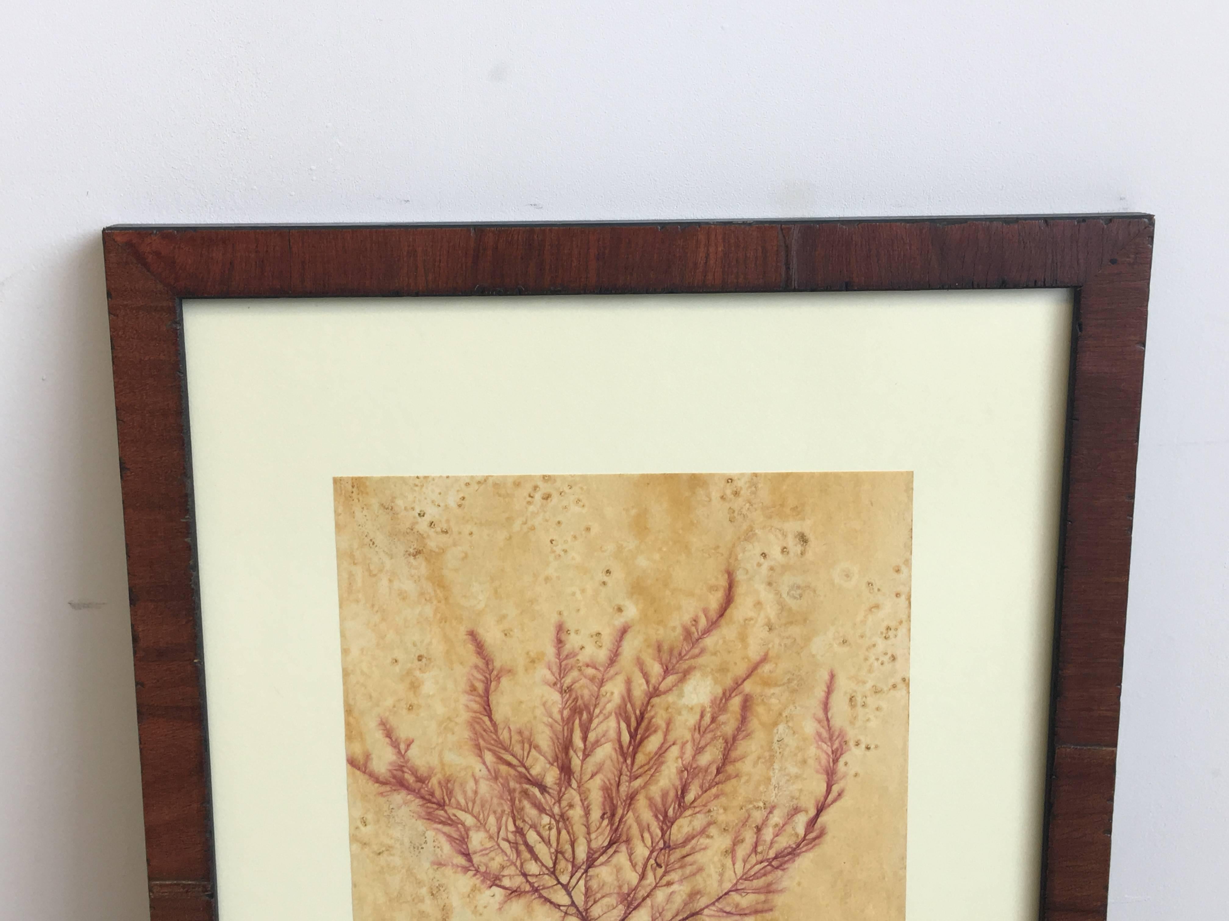 Fantastic pressed natural red seaweed by Richmond, Virginia botanical artist Anne Blackwell Thompson of Blackwell Botanicals. The seaweed is affixed to a tinted acid free paper and is matted and displayed in a rustic walnut finish wooden frame.