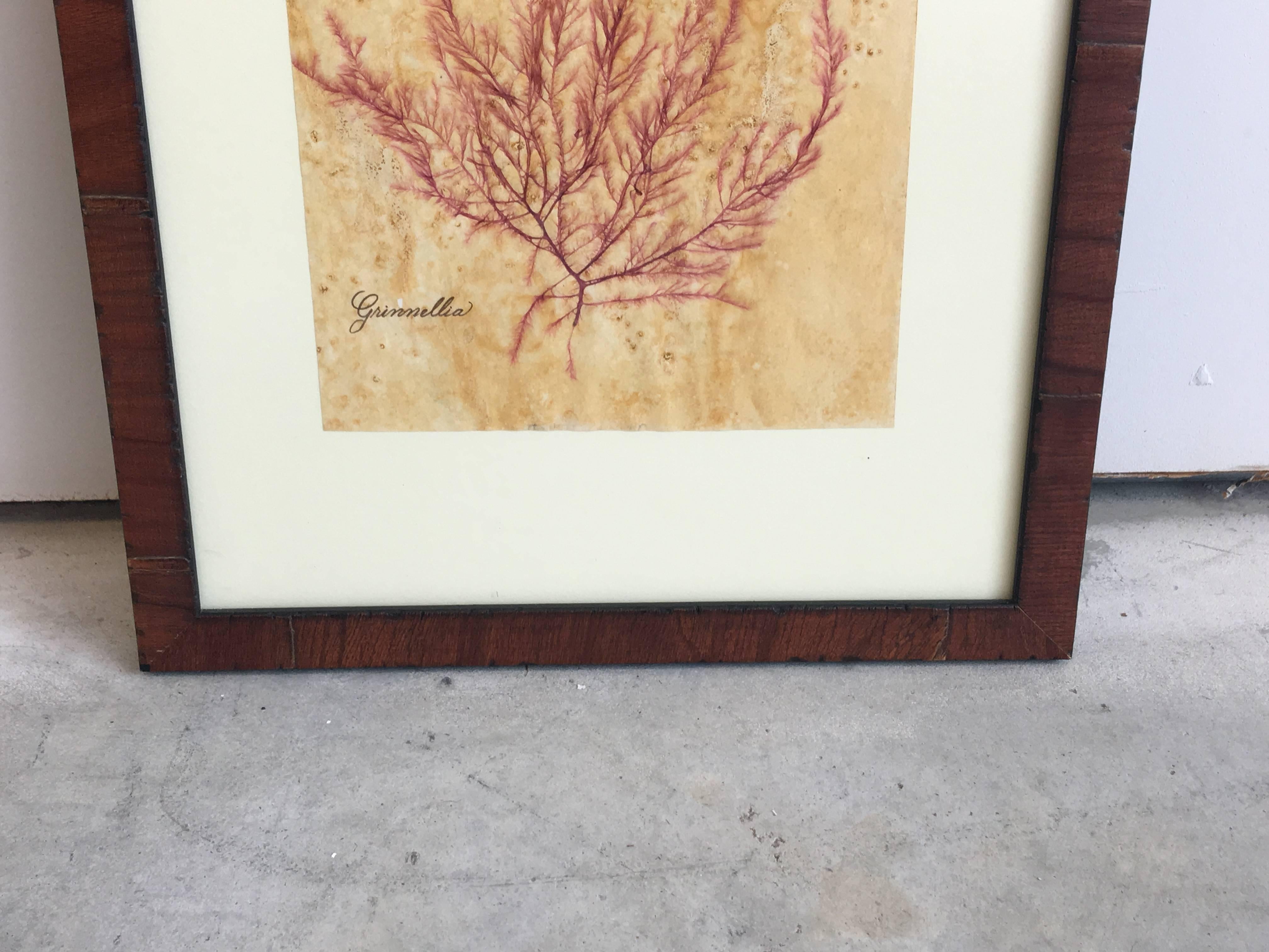 American Blackwell Botanicals Pressed Seaweed Specimen