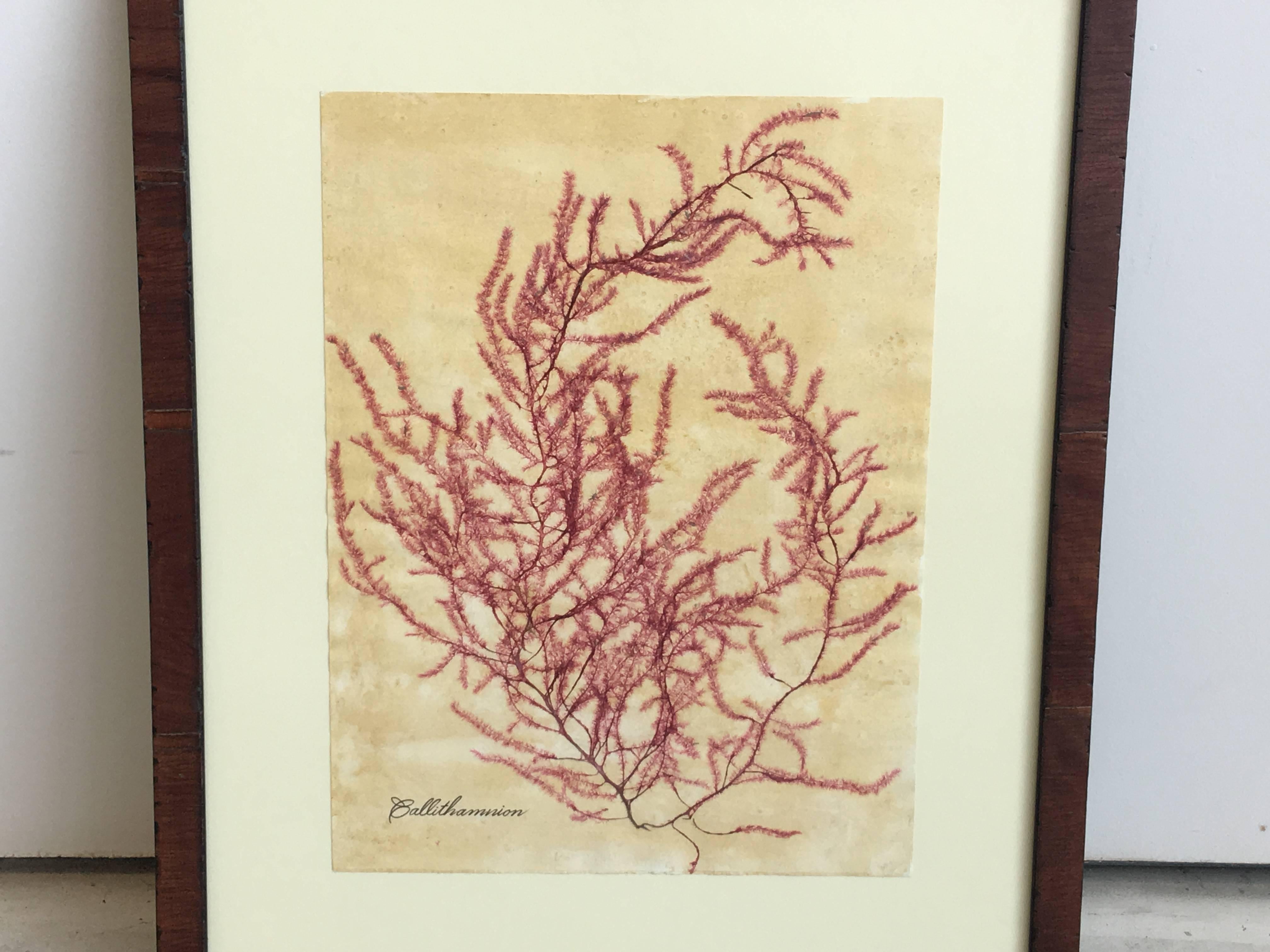 American Blackwell Botanicals Framed Seaweed Specimen