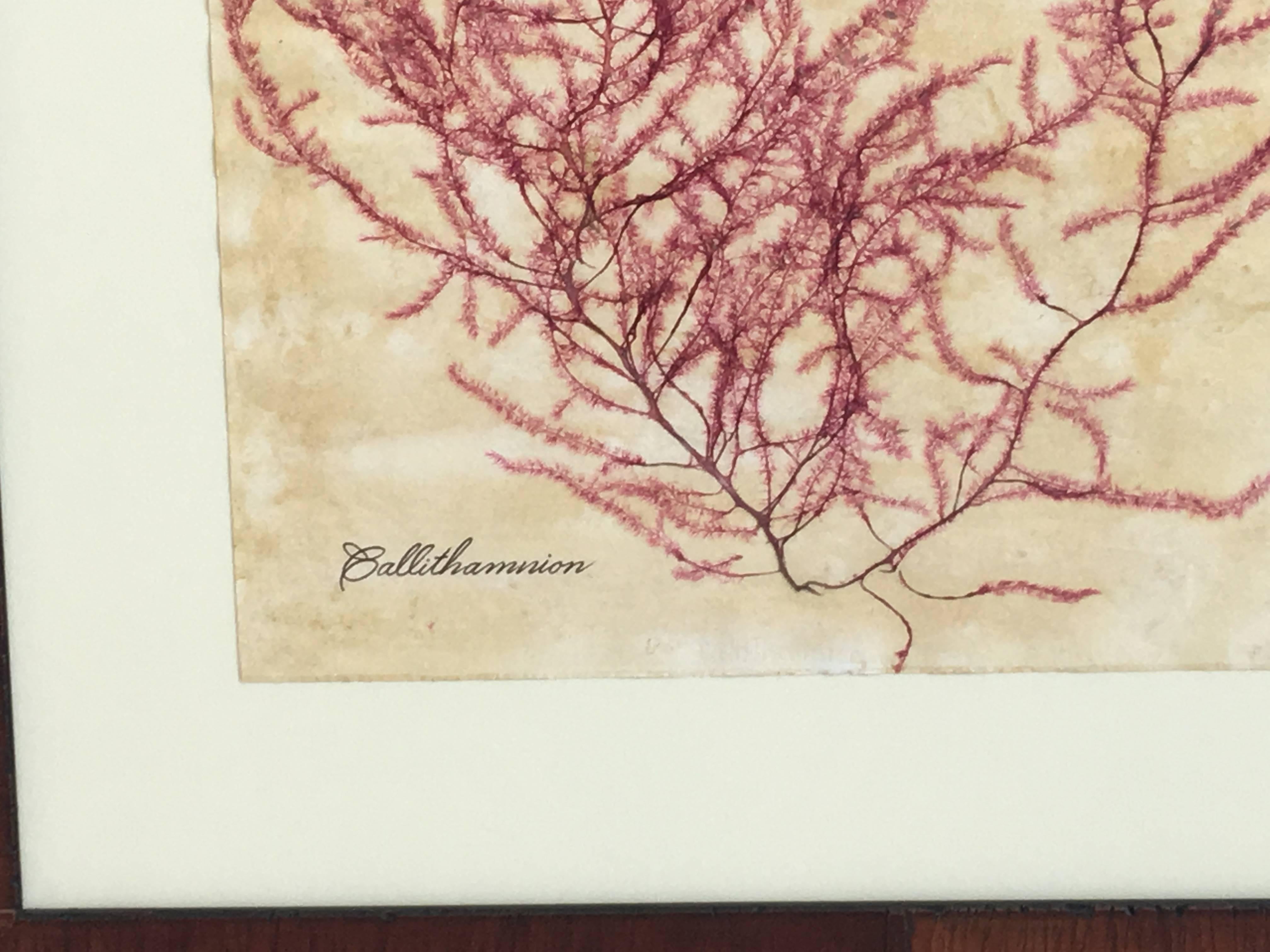 Pressed Blackwell Botanicals Framed Seaweed Specimen