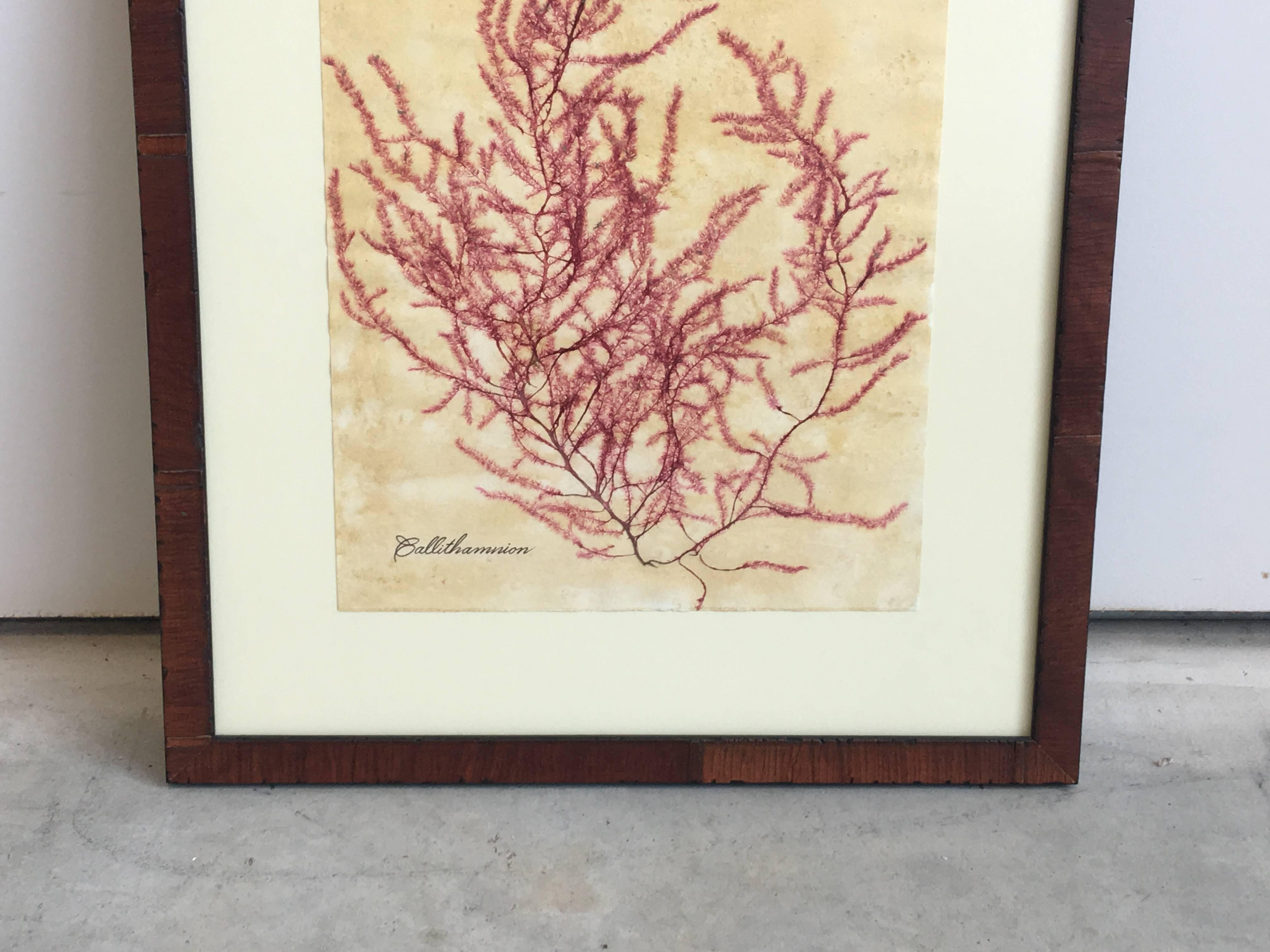 American Craftsman Blackwell Botanicals Framed Seaweed Specimen