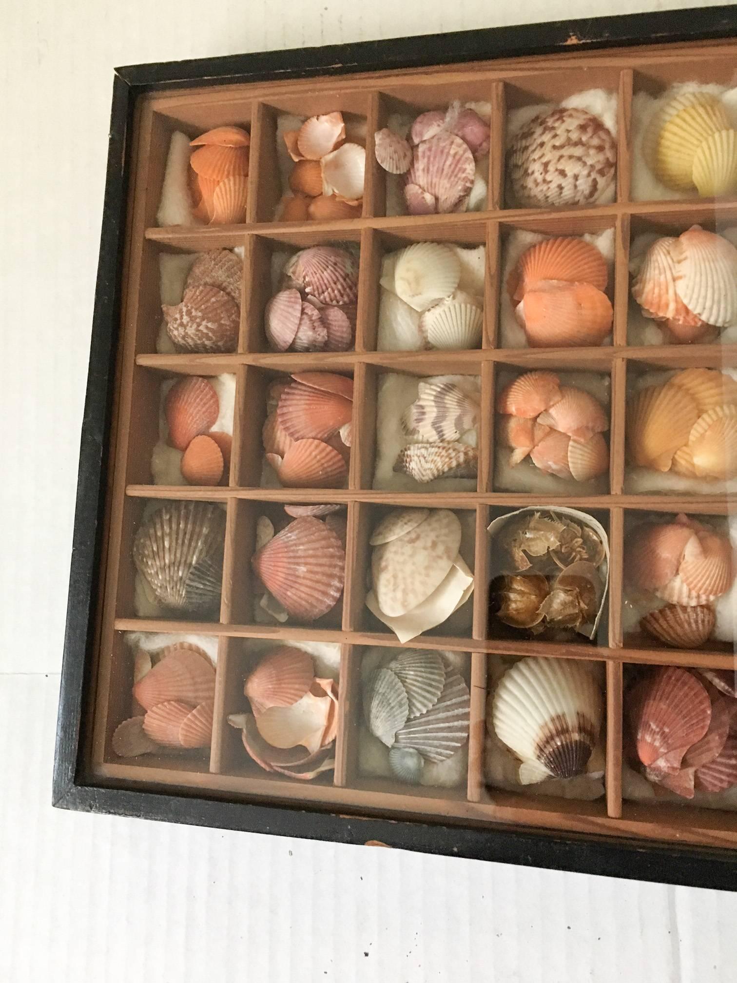 Aesthetic Movement 19th Century Nautical Victorian Seashell Collection in Shadowbox