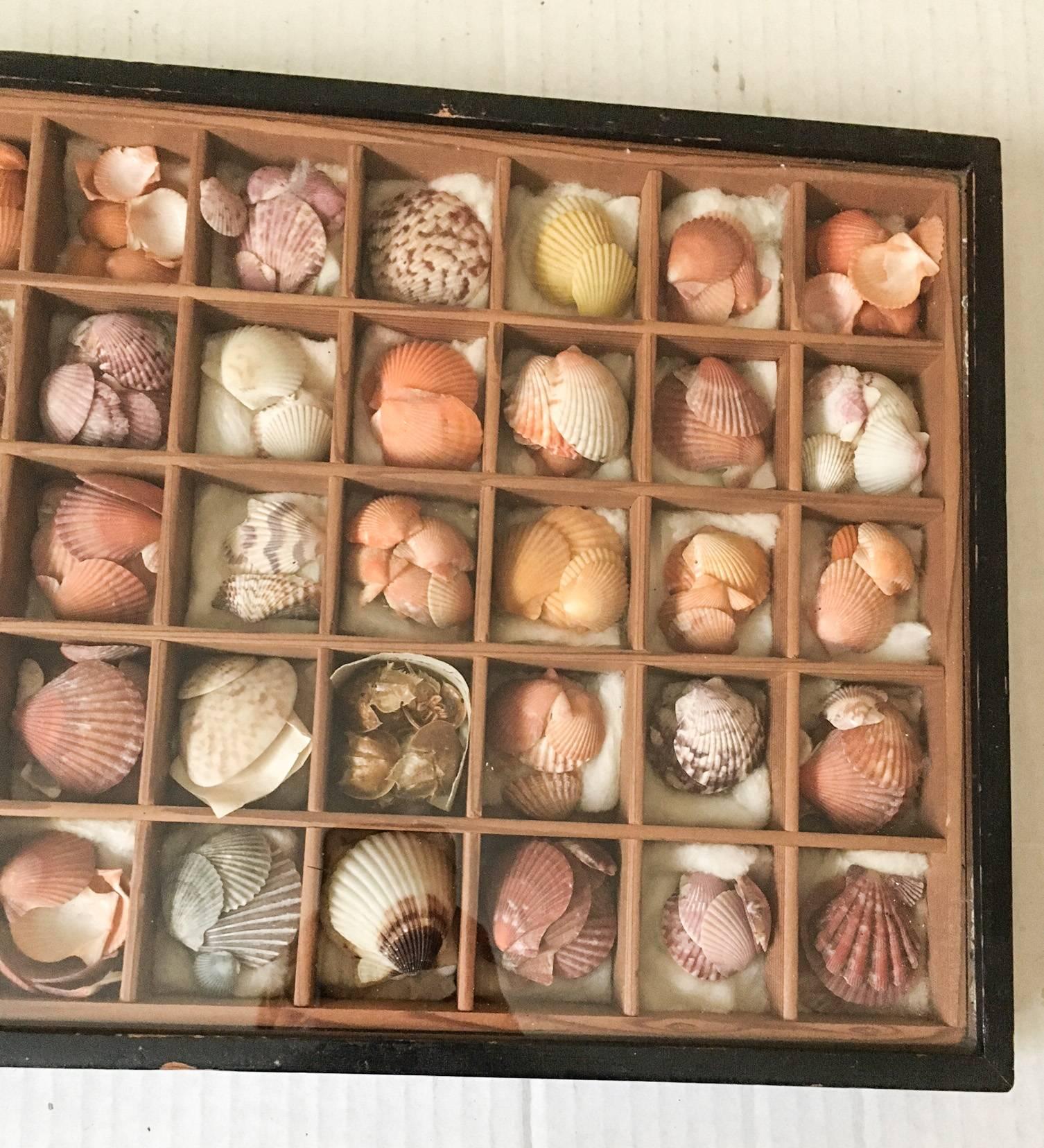American 19th Century Nautical Victorian Seashell Collection in Shadowbox