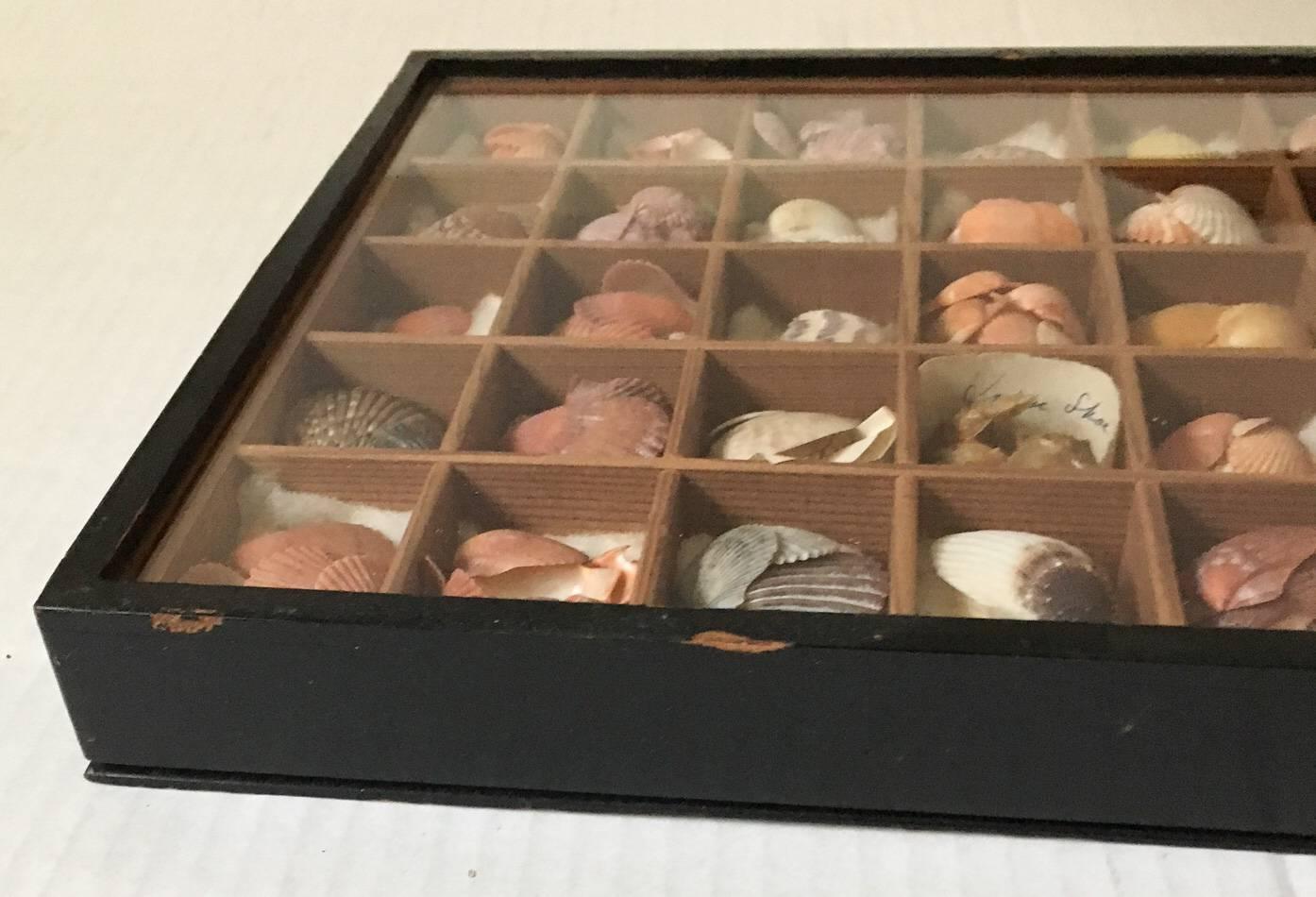 Other 19th Century Nautical Victorian Seashell Collection in Shadowbox