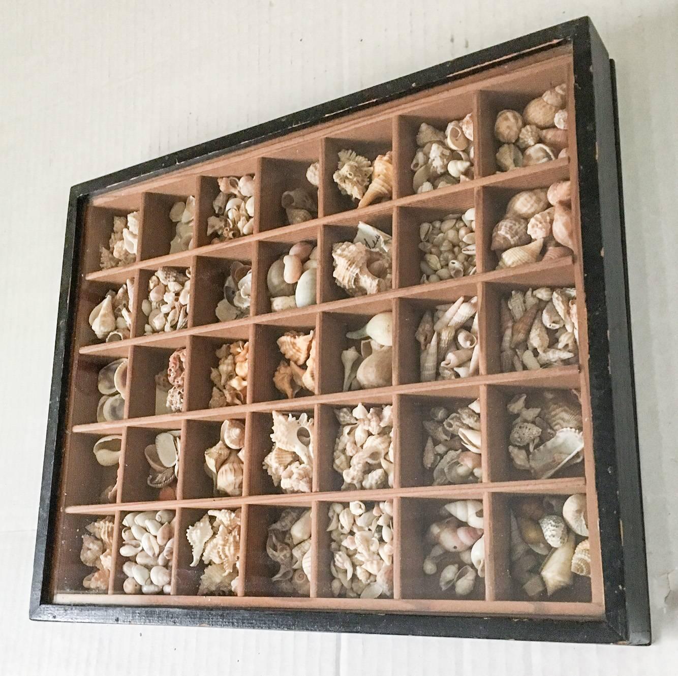 Terrific Victorian mid-late 19th century era black painted wood shadowbox with a removable glass faced lid and individual compartments. Box has all-over expected age wear and scratches. Measures: 13" W x 10.5" H x 2" D. One of three