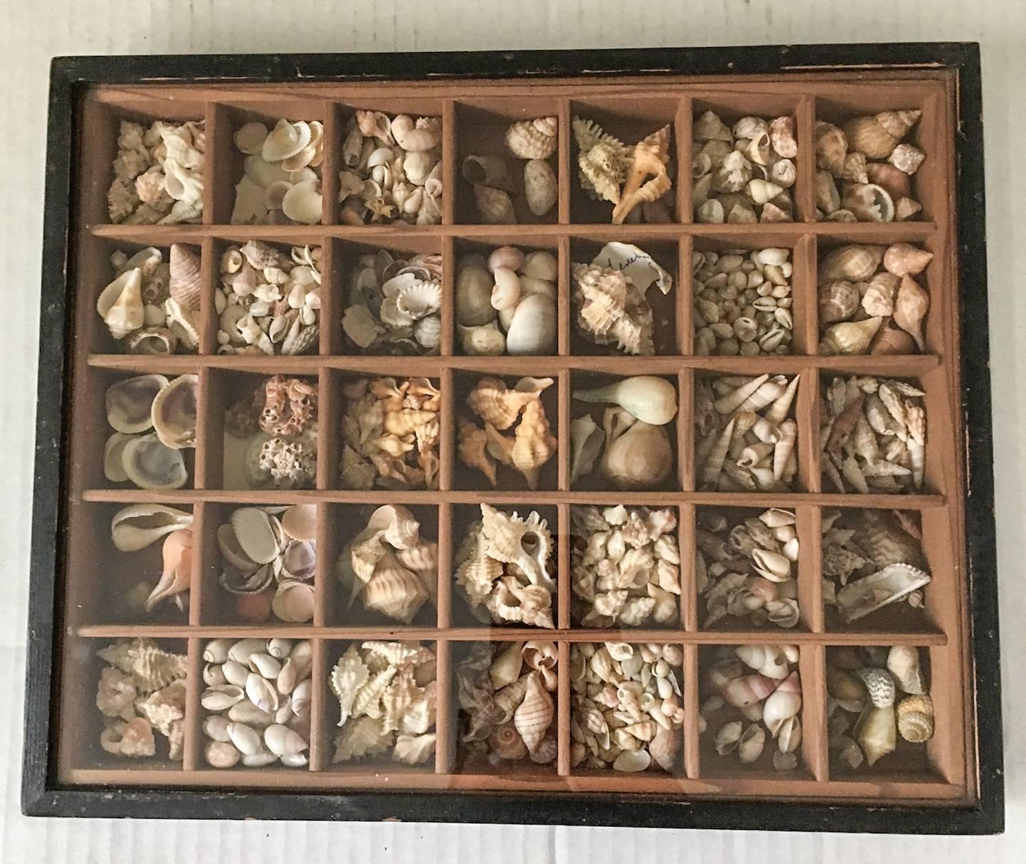 Aesthetic Movement 19th Century Nautical Victorian Lidded Shadowbox with Seashells