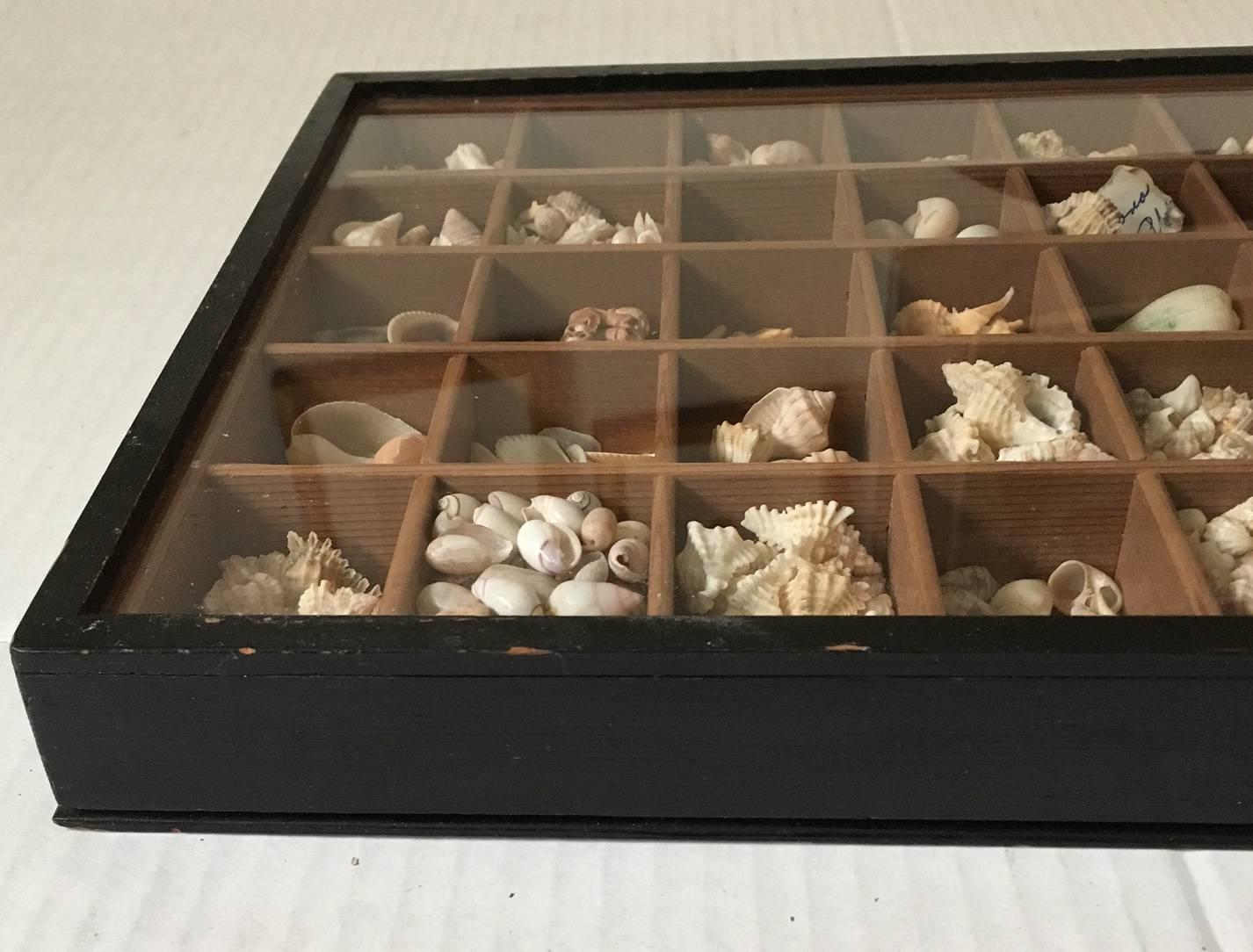American 19th Century Nautical Victorian Lidded Shadowbox with Seashells