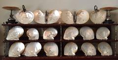 Eighteen-Piece Silver Mounted Mother-of-Pearl Dessert Service