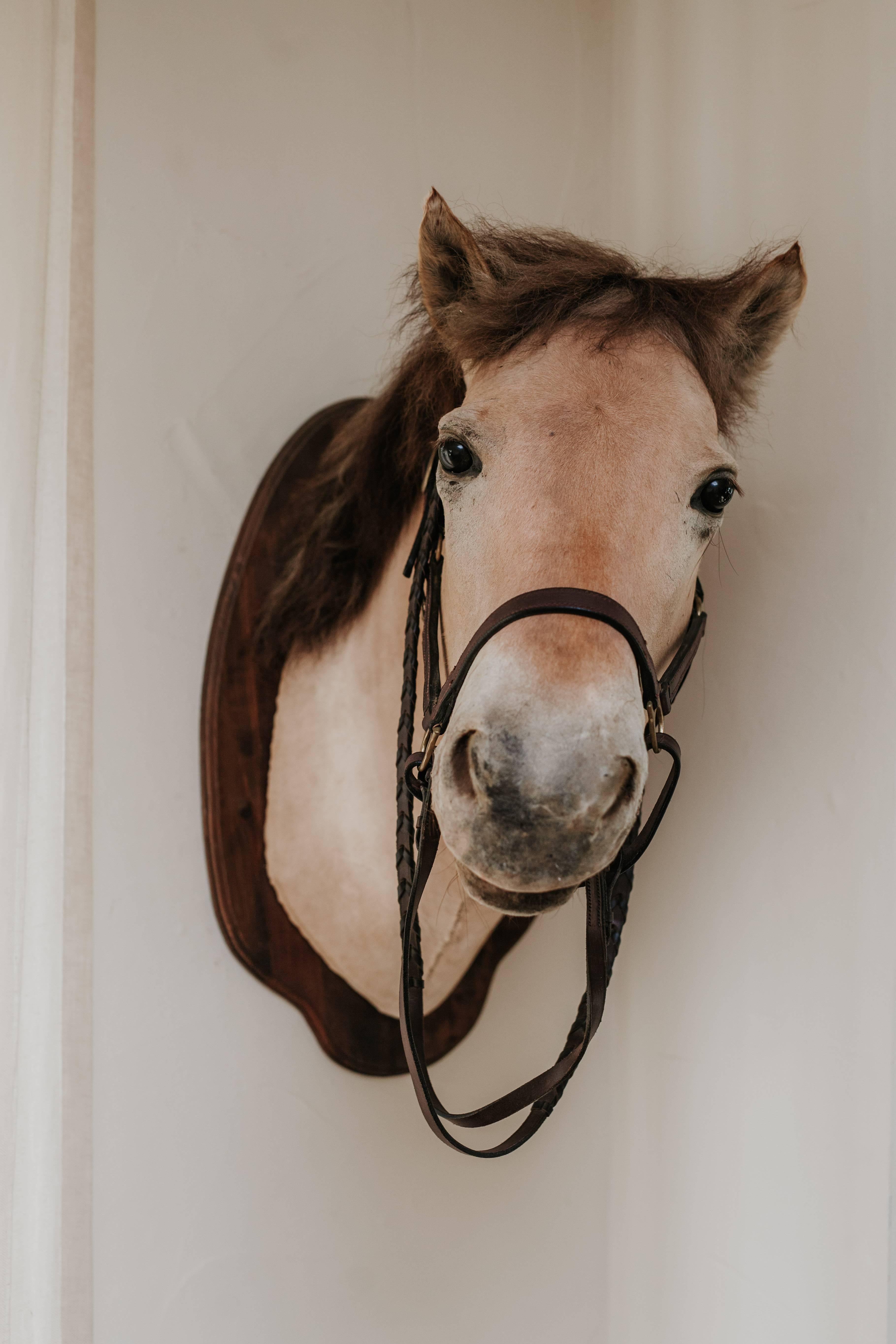 Taxidermy of a beloved horse.