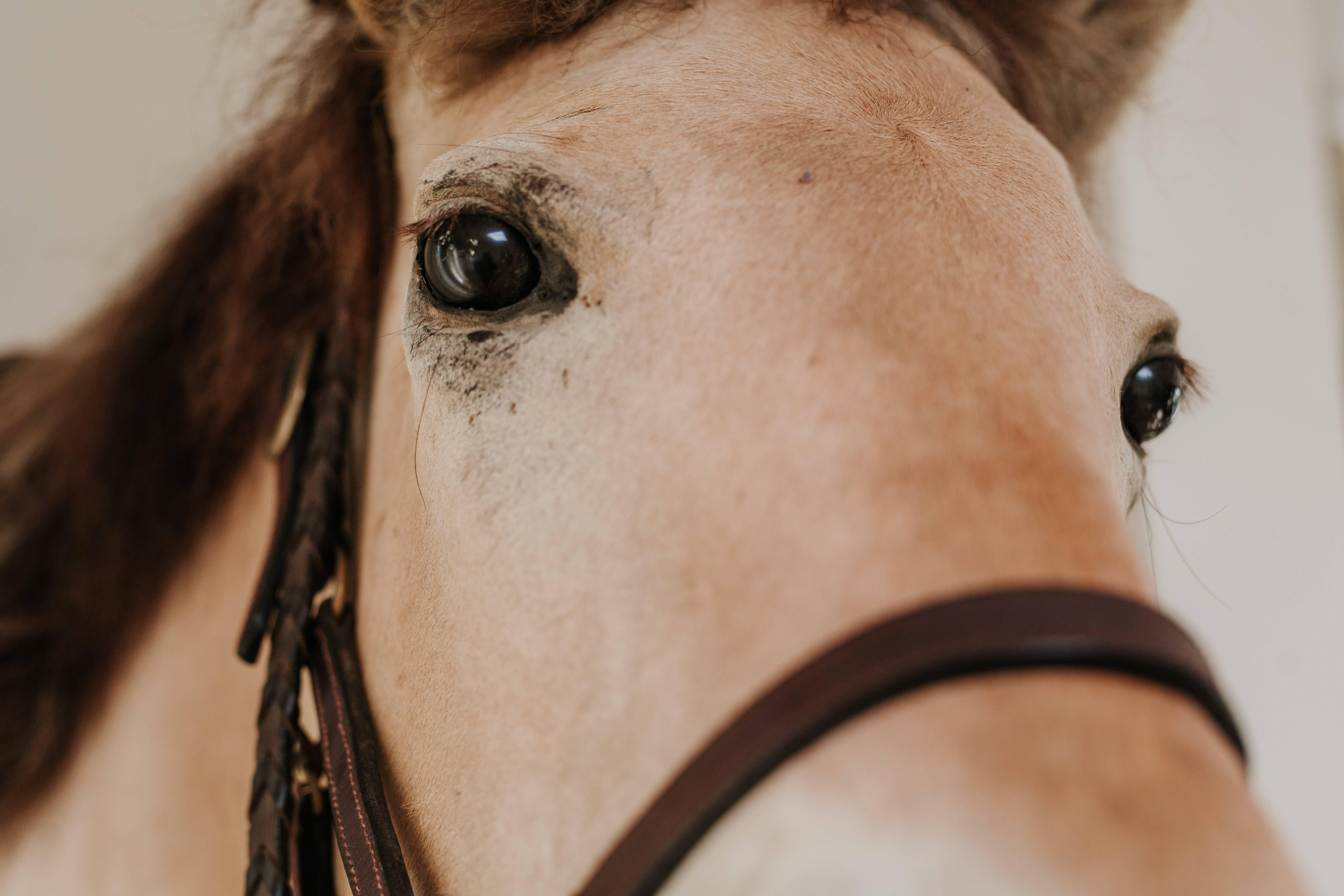 horse taxidermy for sale