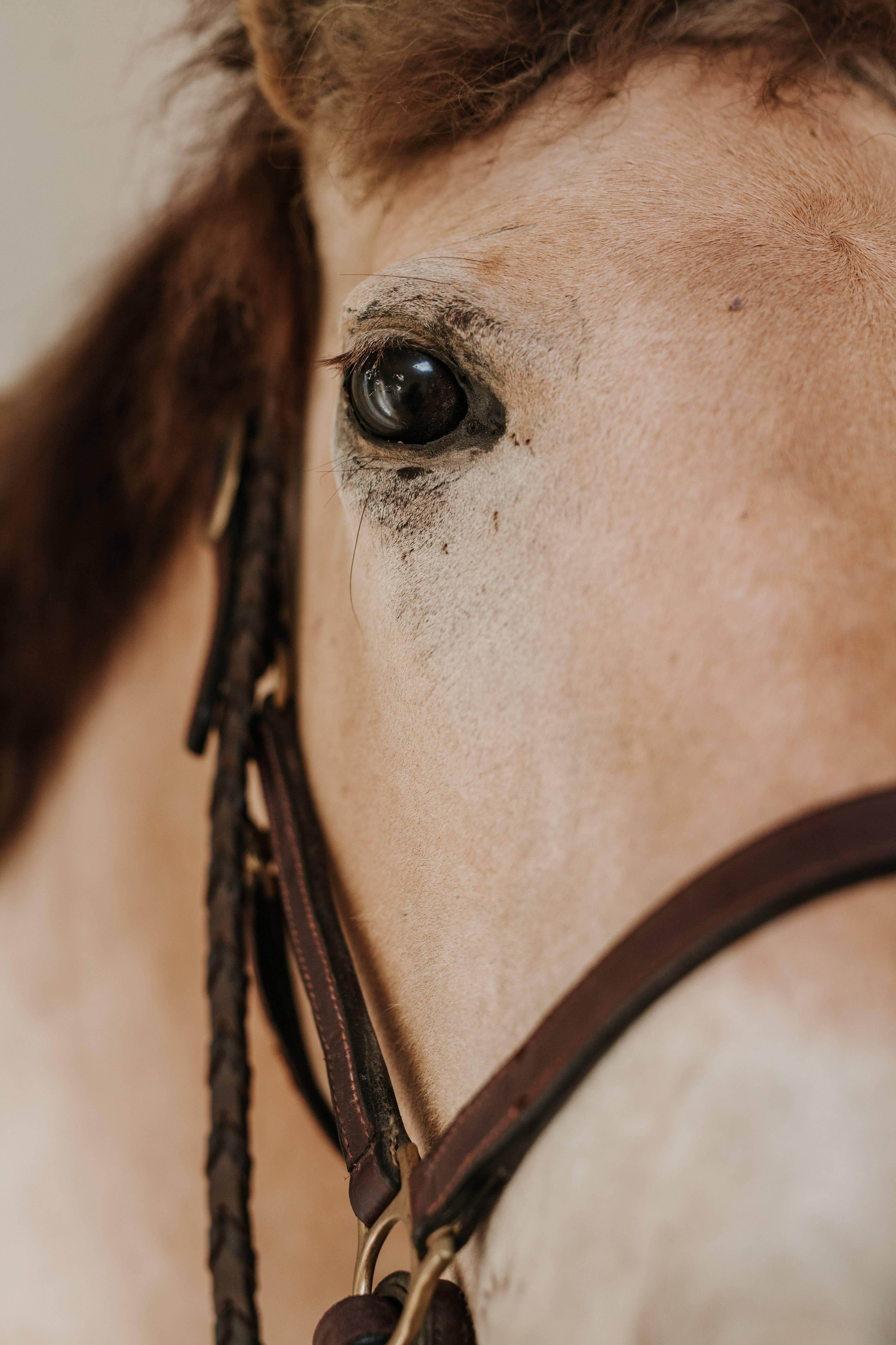 taxidermy horse for sale