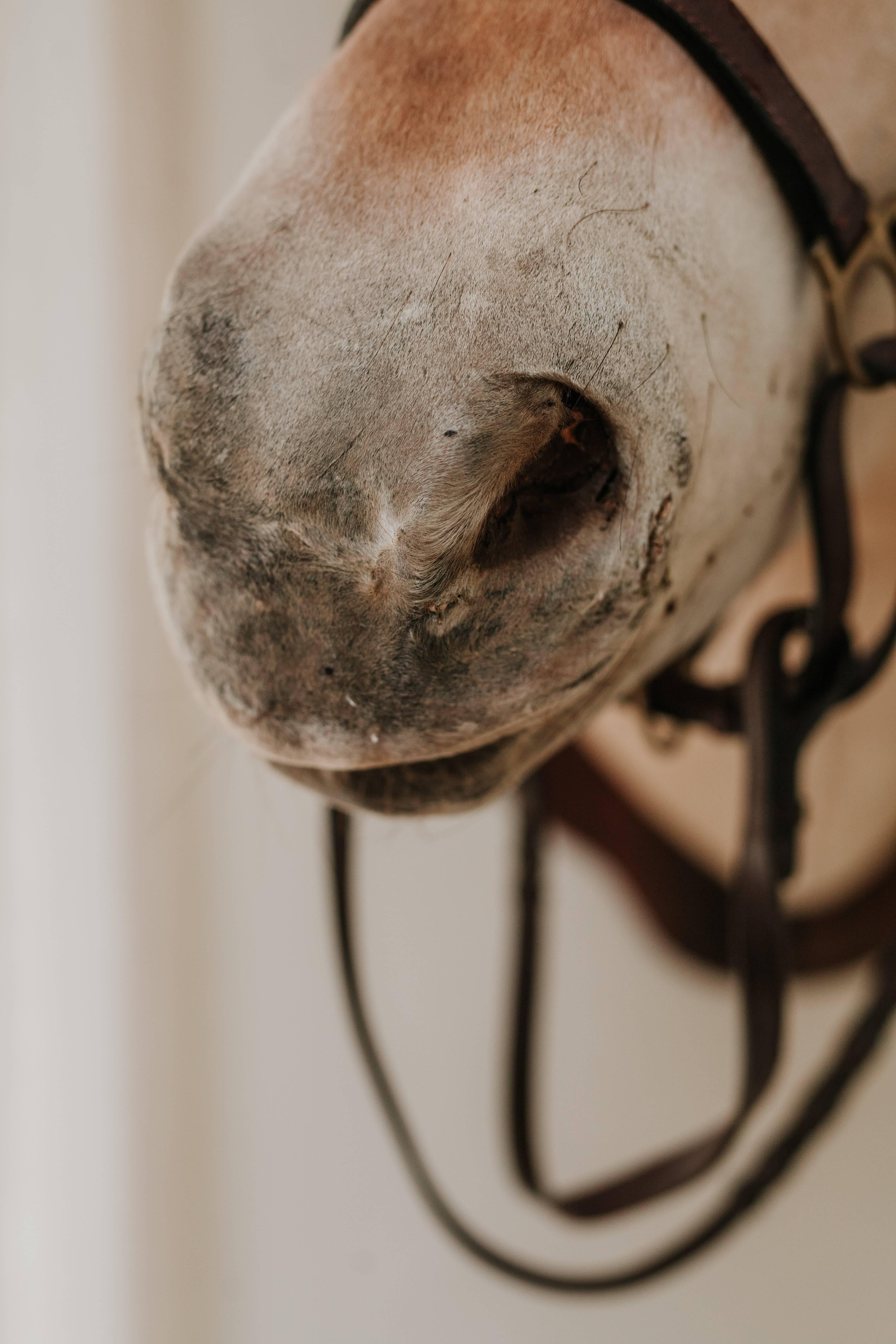 taxidermy horse head