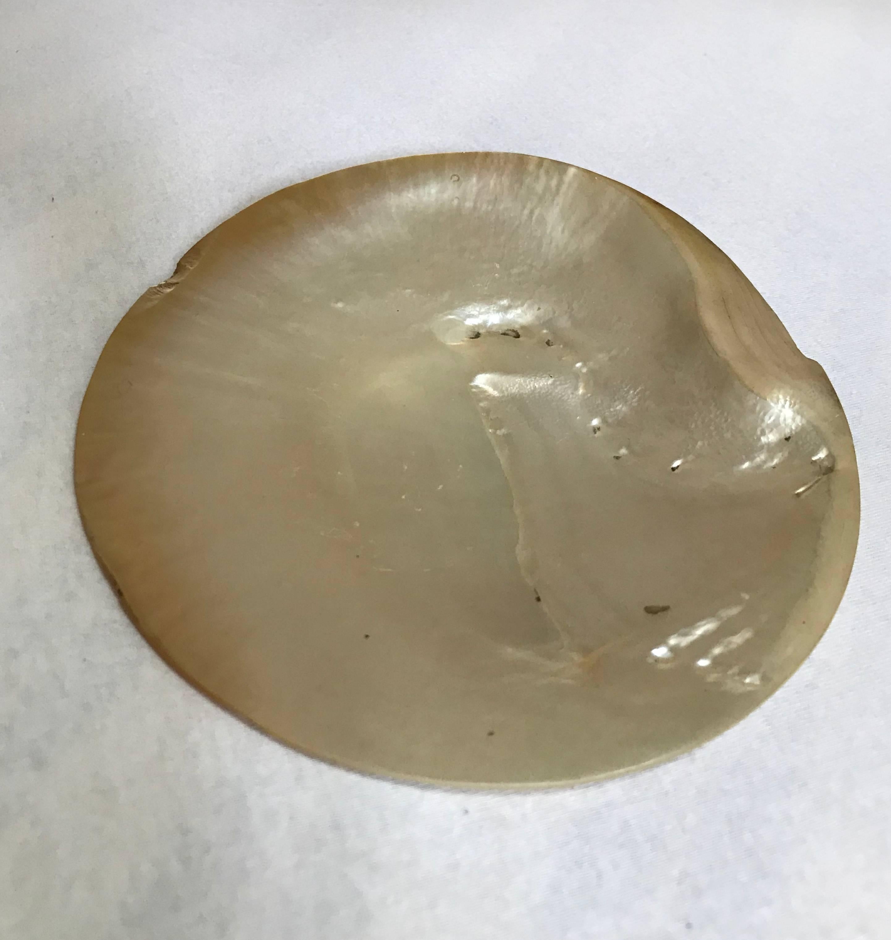pearl shell for sale
