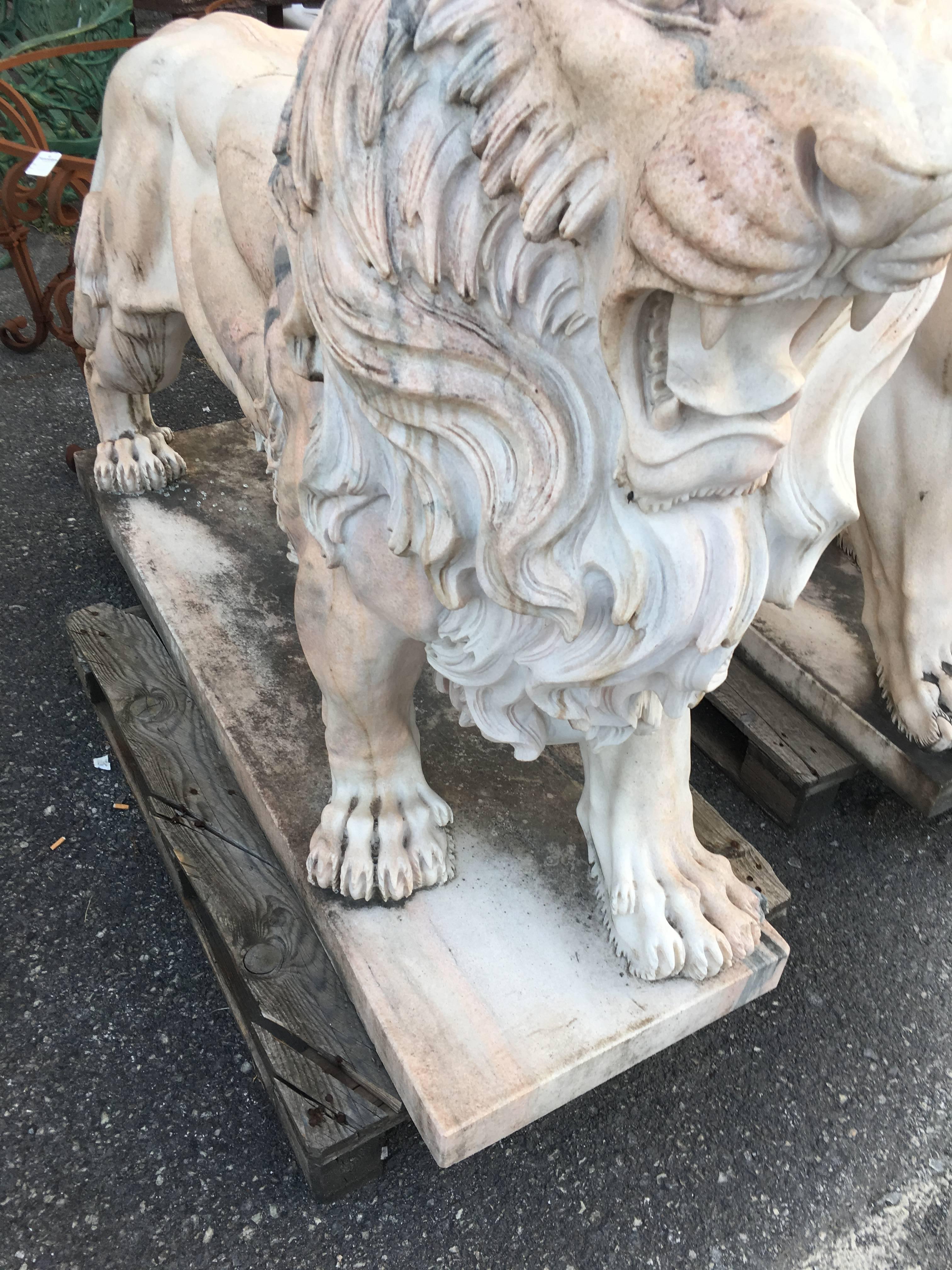 LAST SALE Early 20th Century Large White Marble Lion, Italy 2