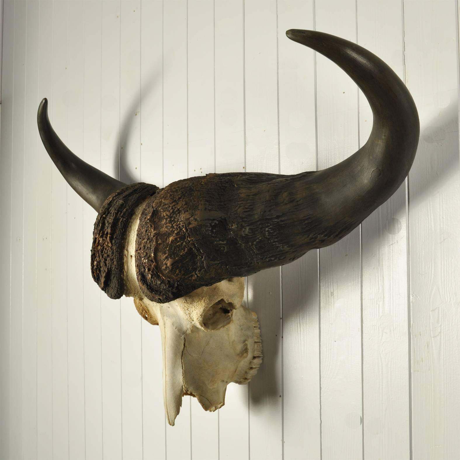 This is the first time we have sourced one of these African beasts.  Usually we find the smaller Indian Water buffalo skulls. 

Early-mid 20th century, all very original with wire at the back for hanging.
 